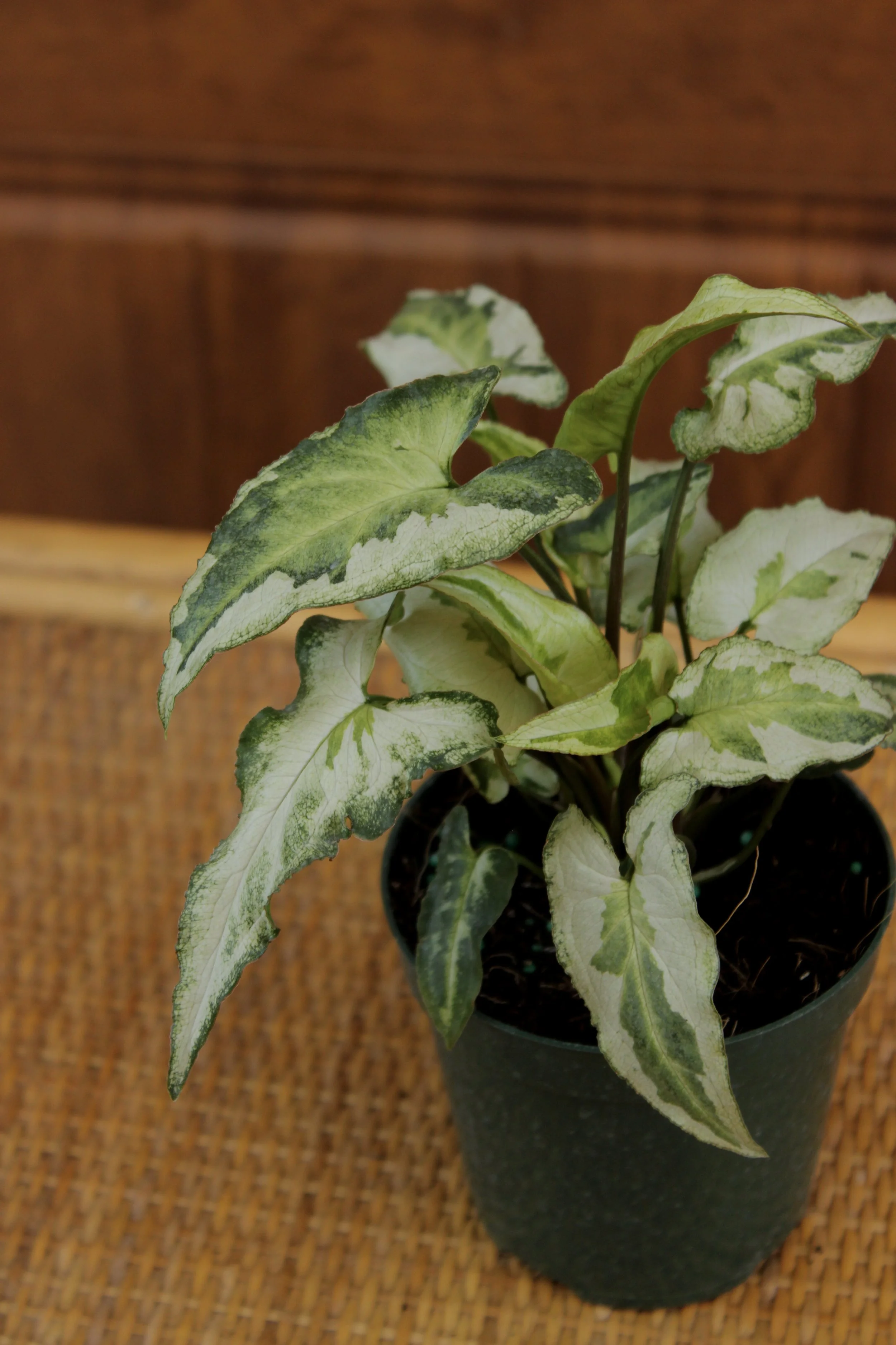 Syngonium Three Kings