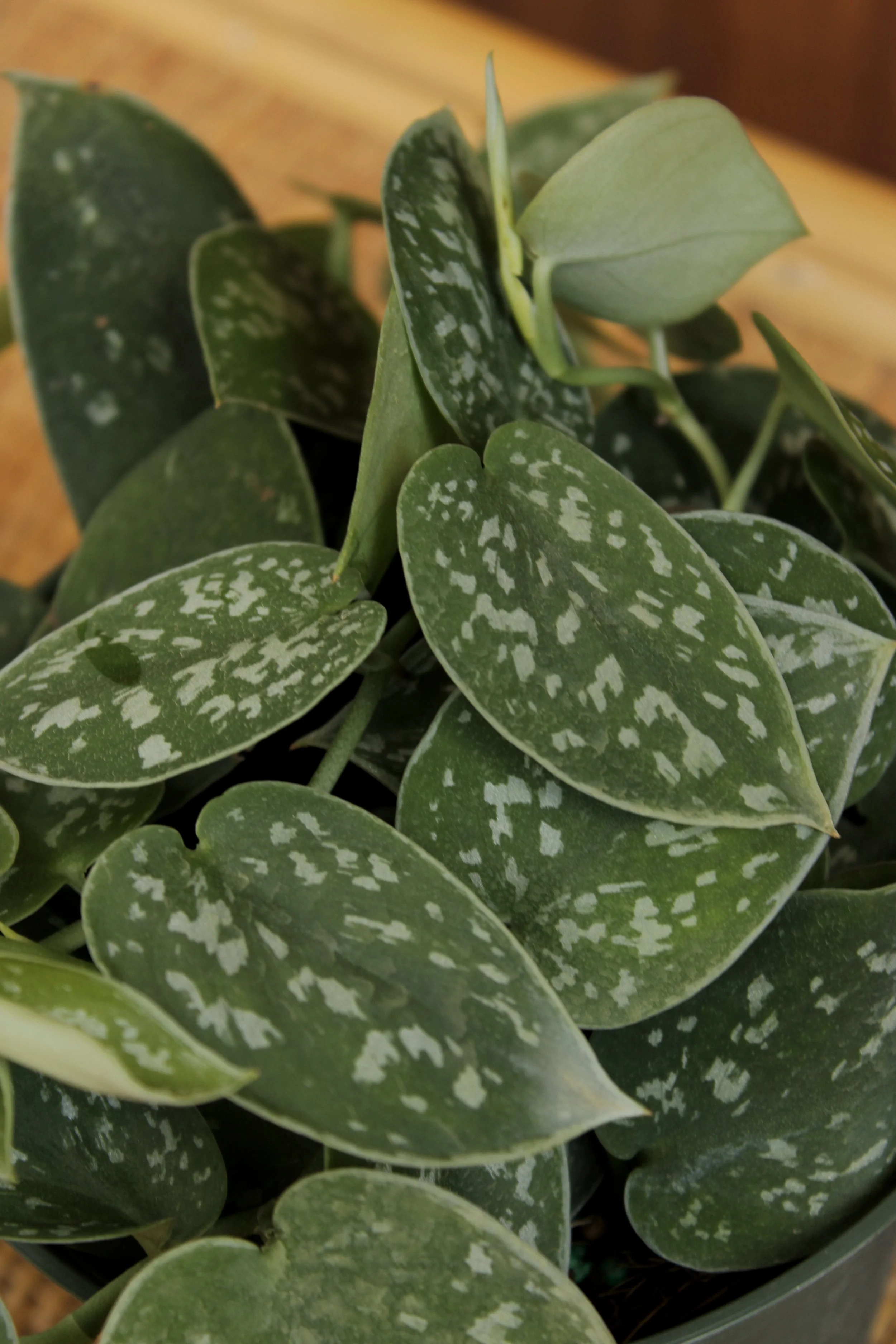 Scindapsus 'Silvery Ann'