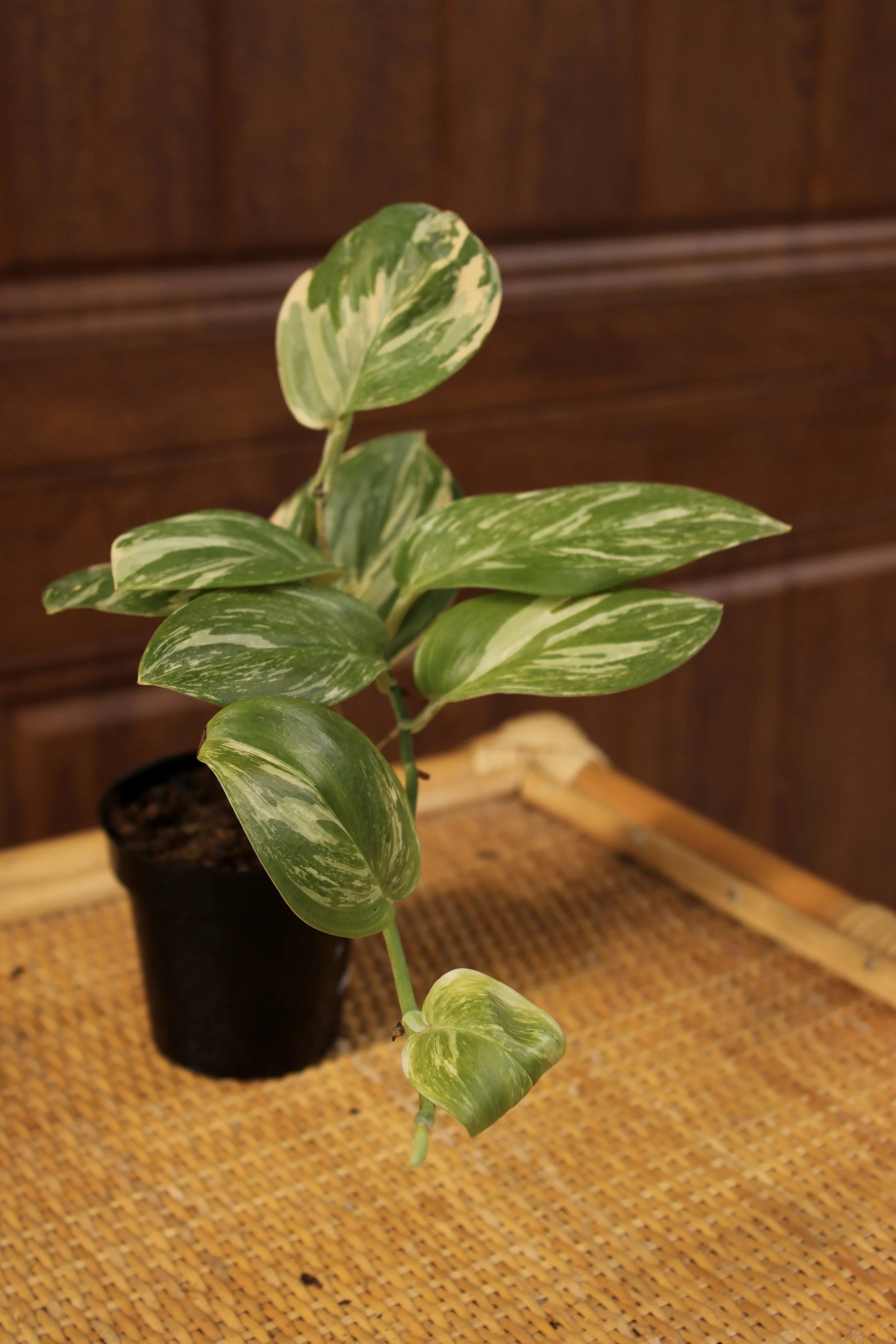 Scindapsus Super Moon Splash