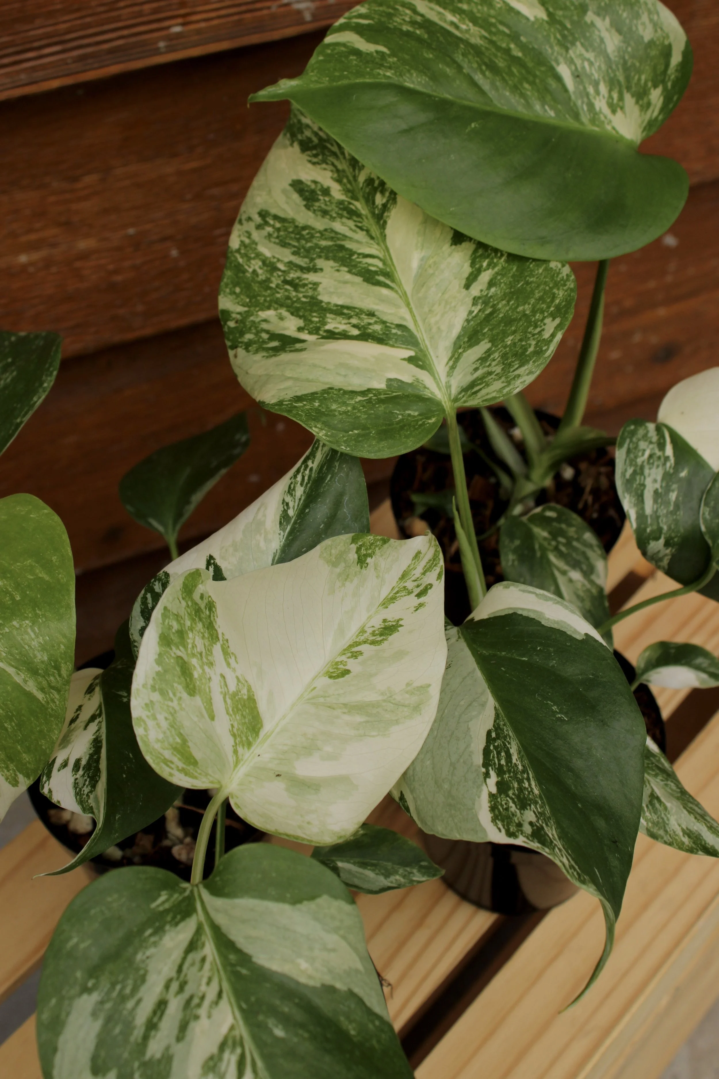 Monstera Albo Variegated