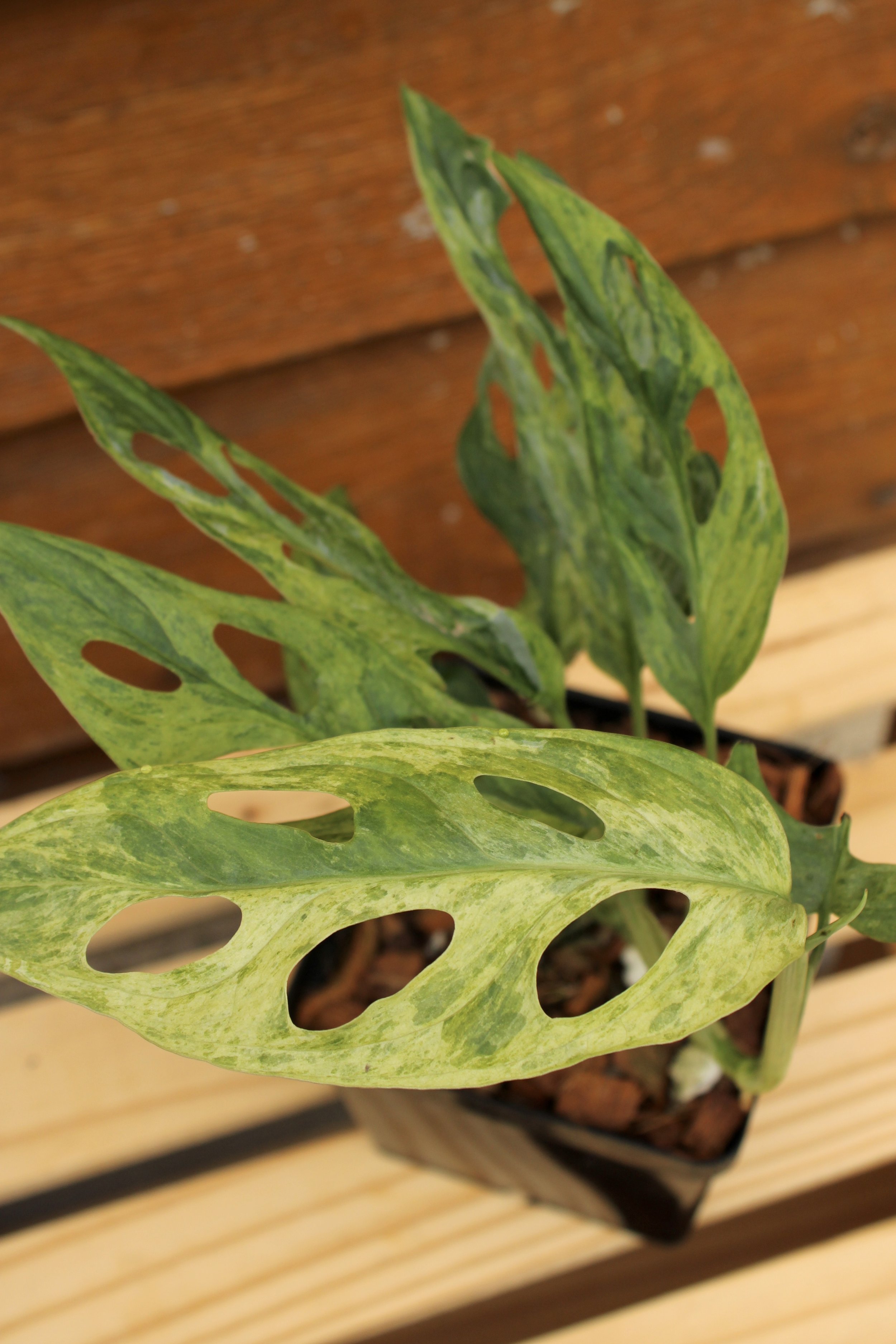 Monstera Adansonii Mint (Indonesia)