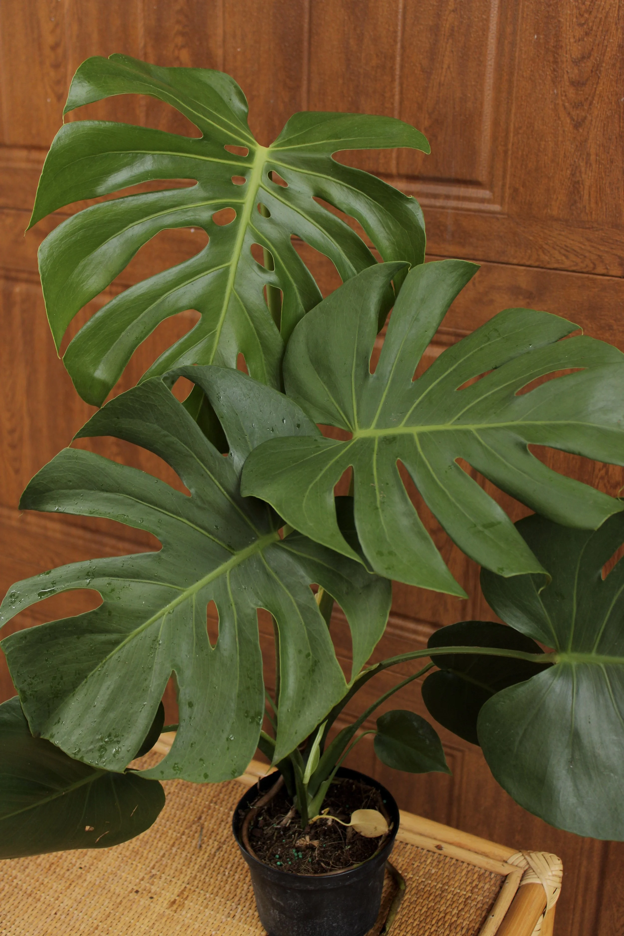 Monstera Deliciosa