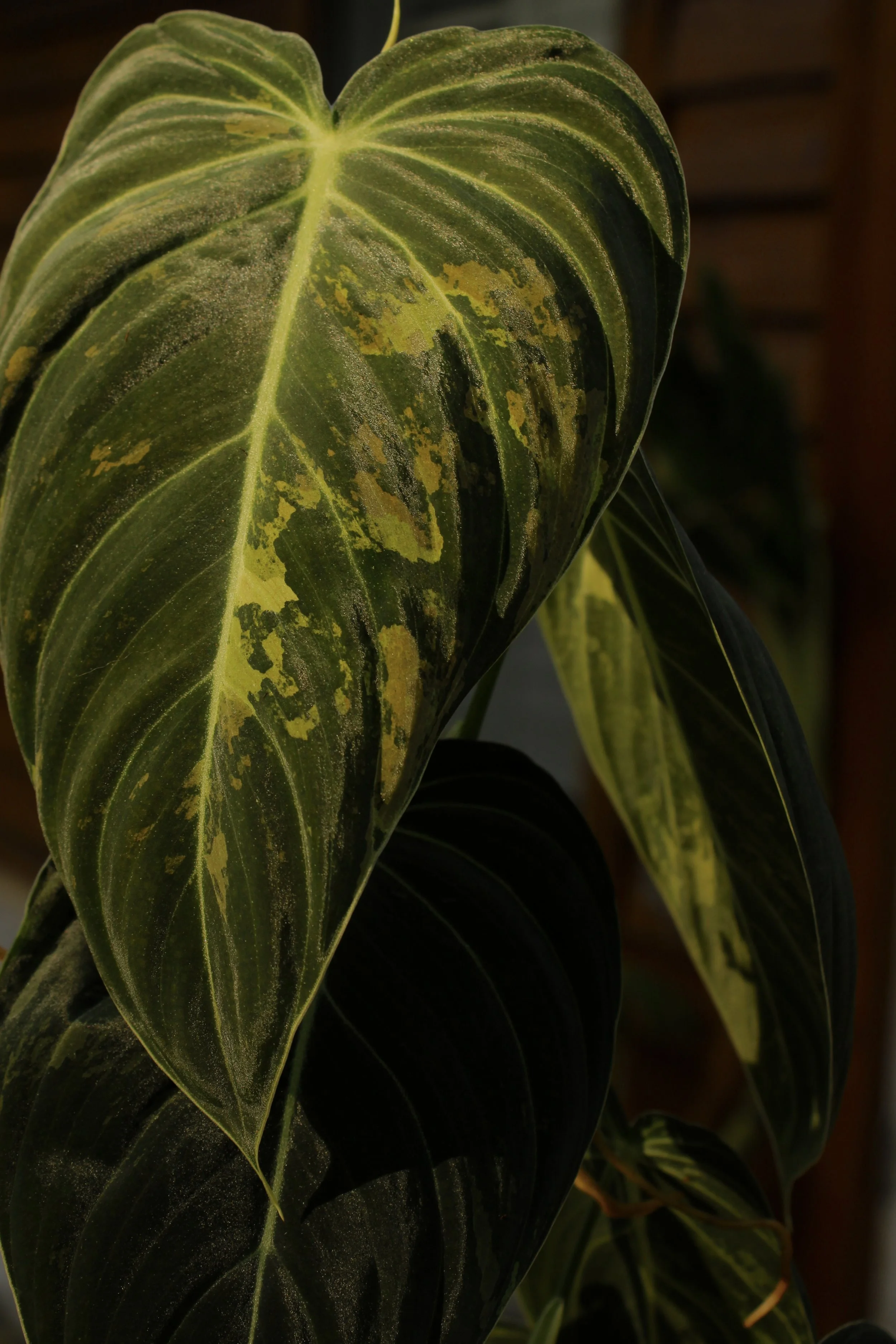 Philodendron Melanochrysum Variegated