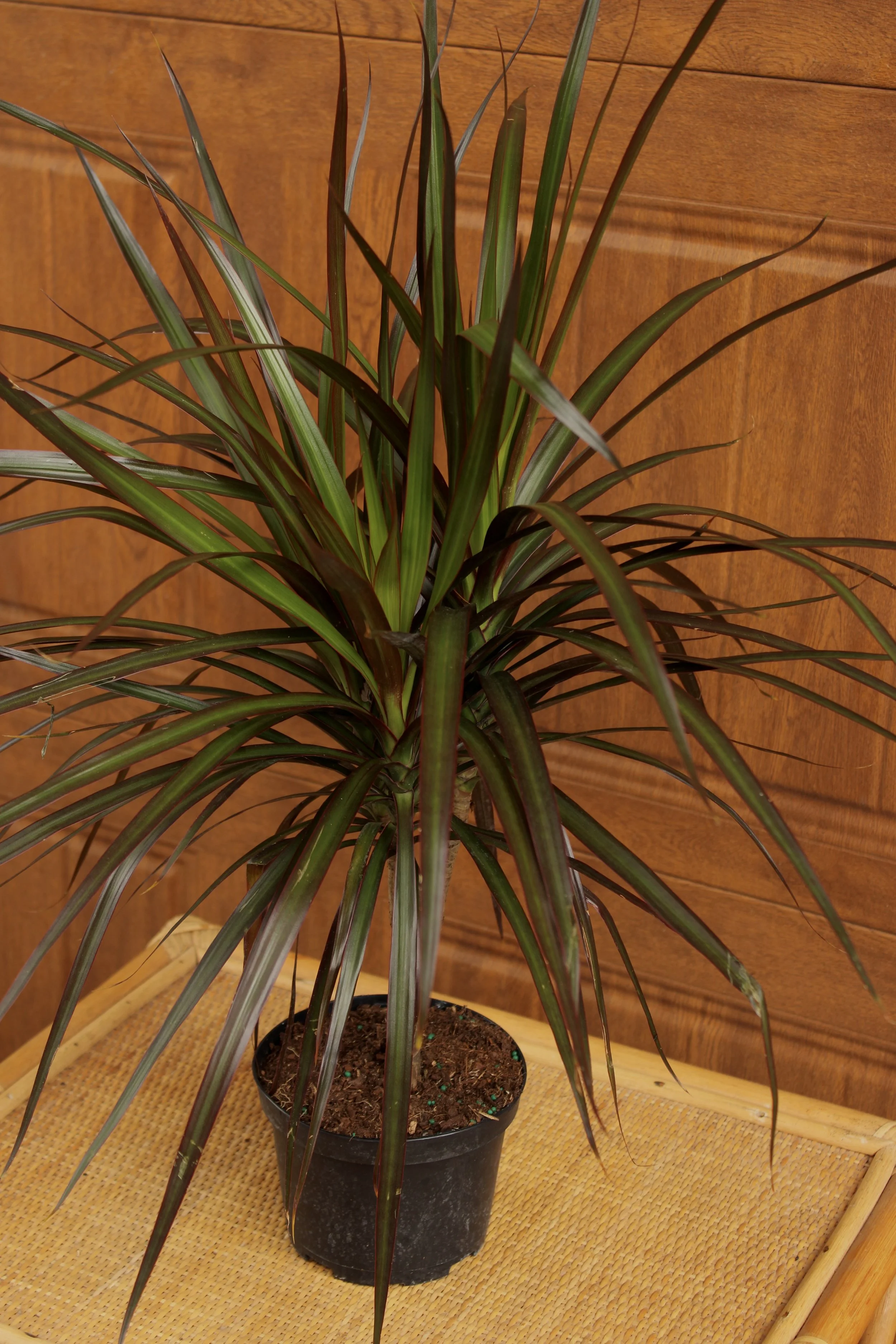 Dracaena Marginata 'Magenta'