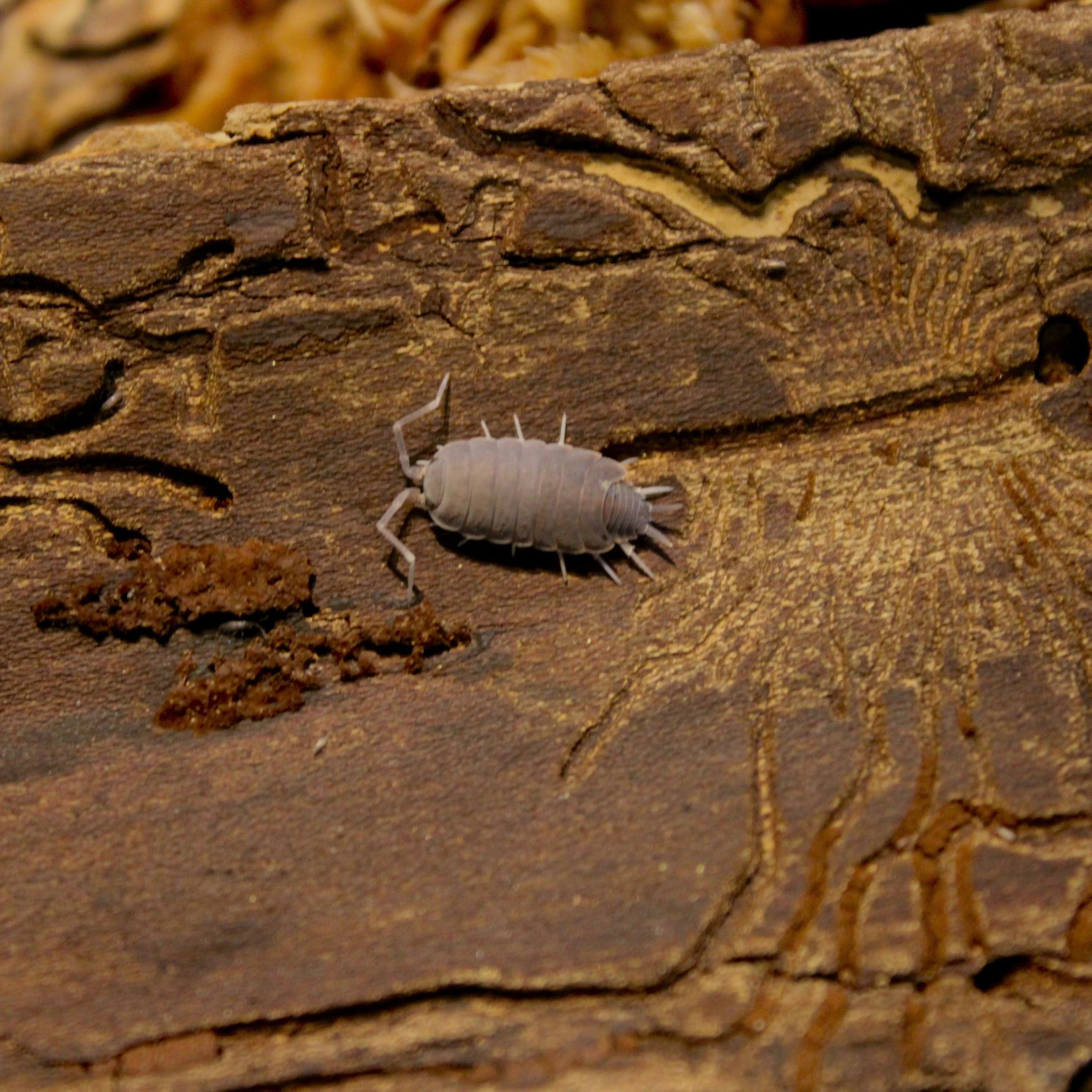 Porcellionides Pruinosus 'Powder Blue'