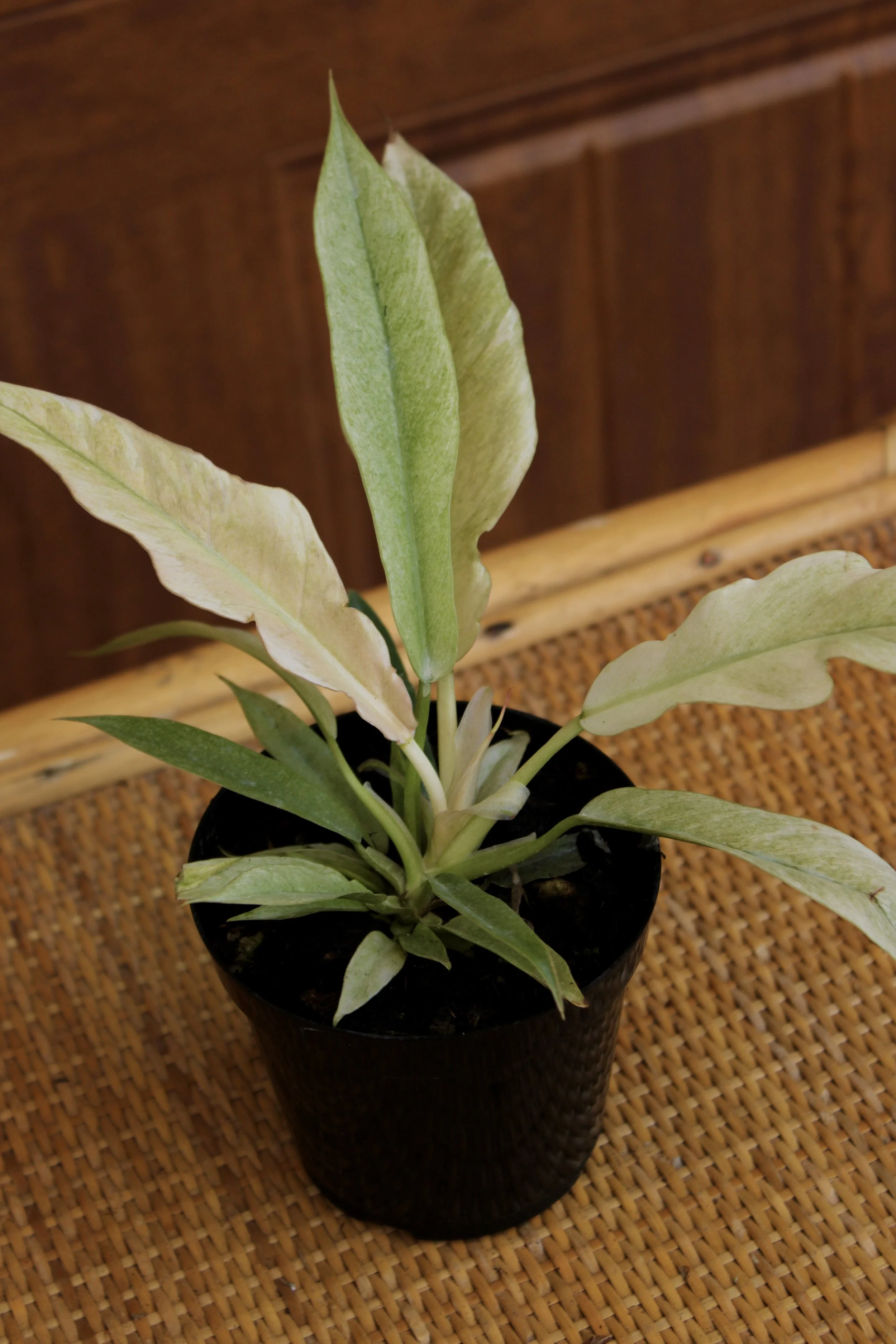 Philodendron Ring Of Fire Mint