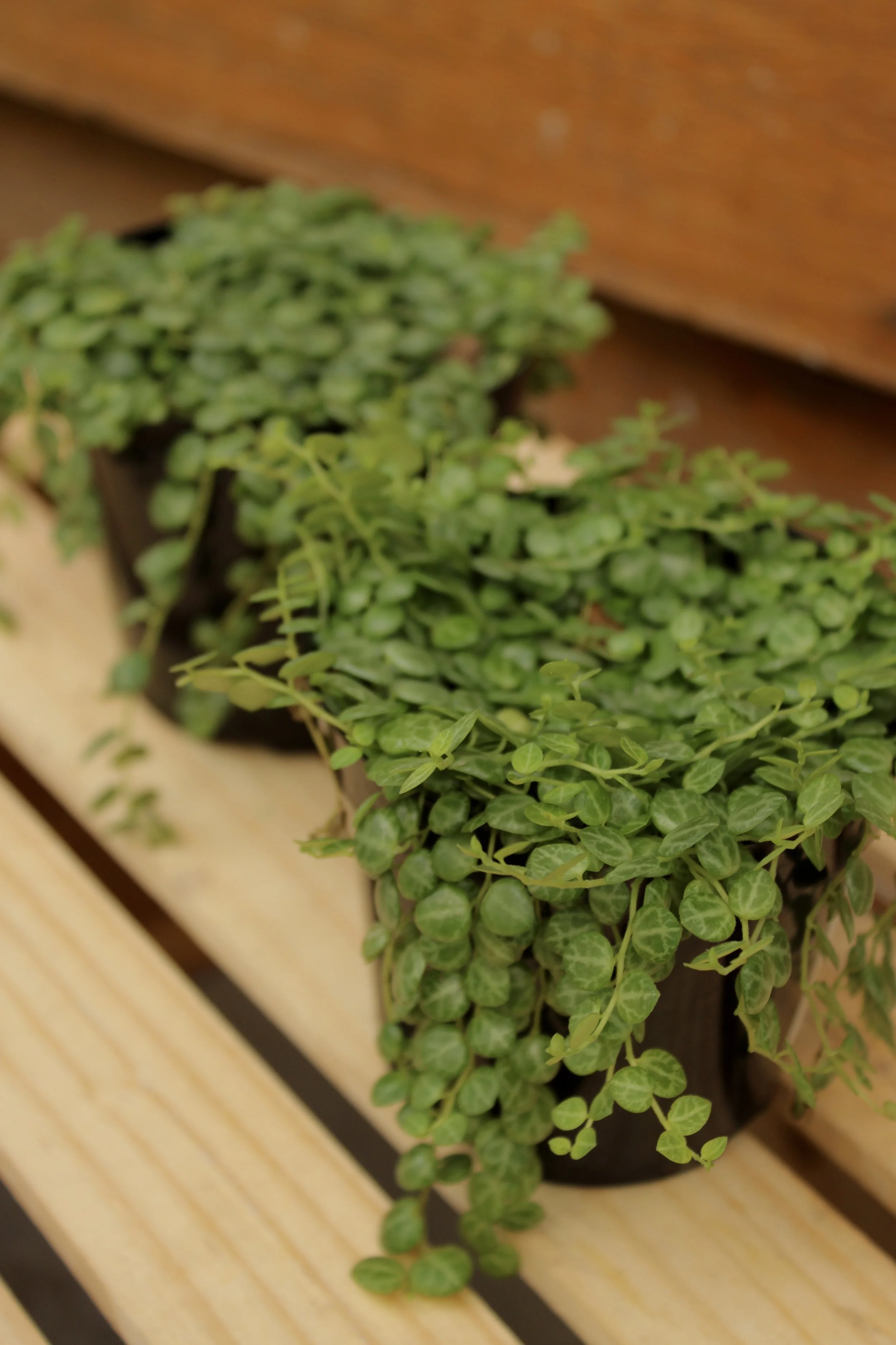 Peperomia String of Turtles