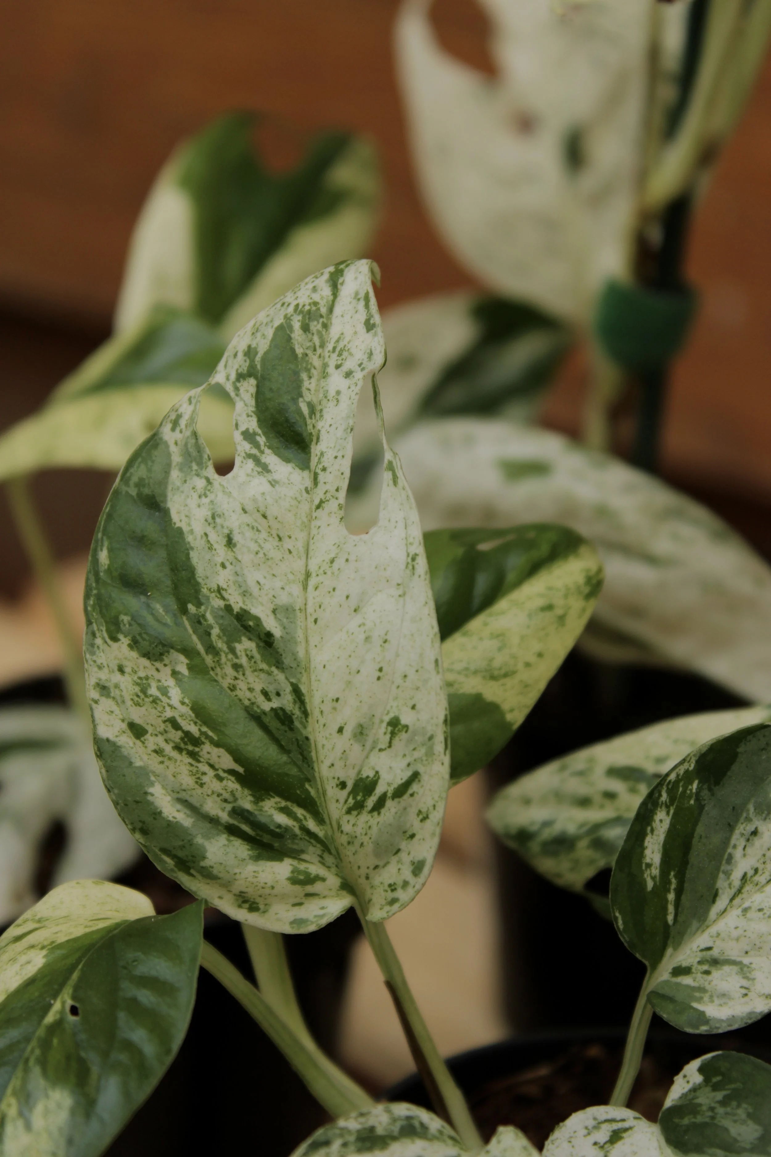 Epipremnum Pinnatum Marble