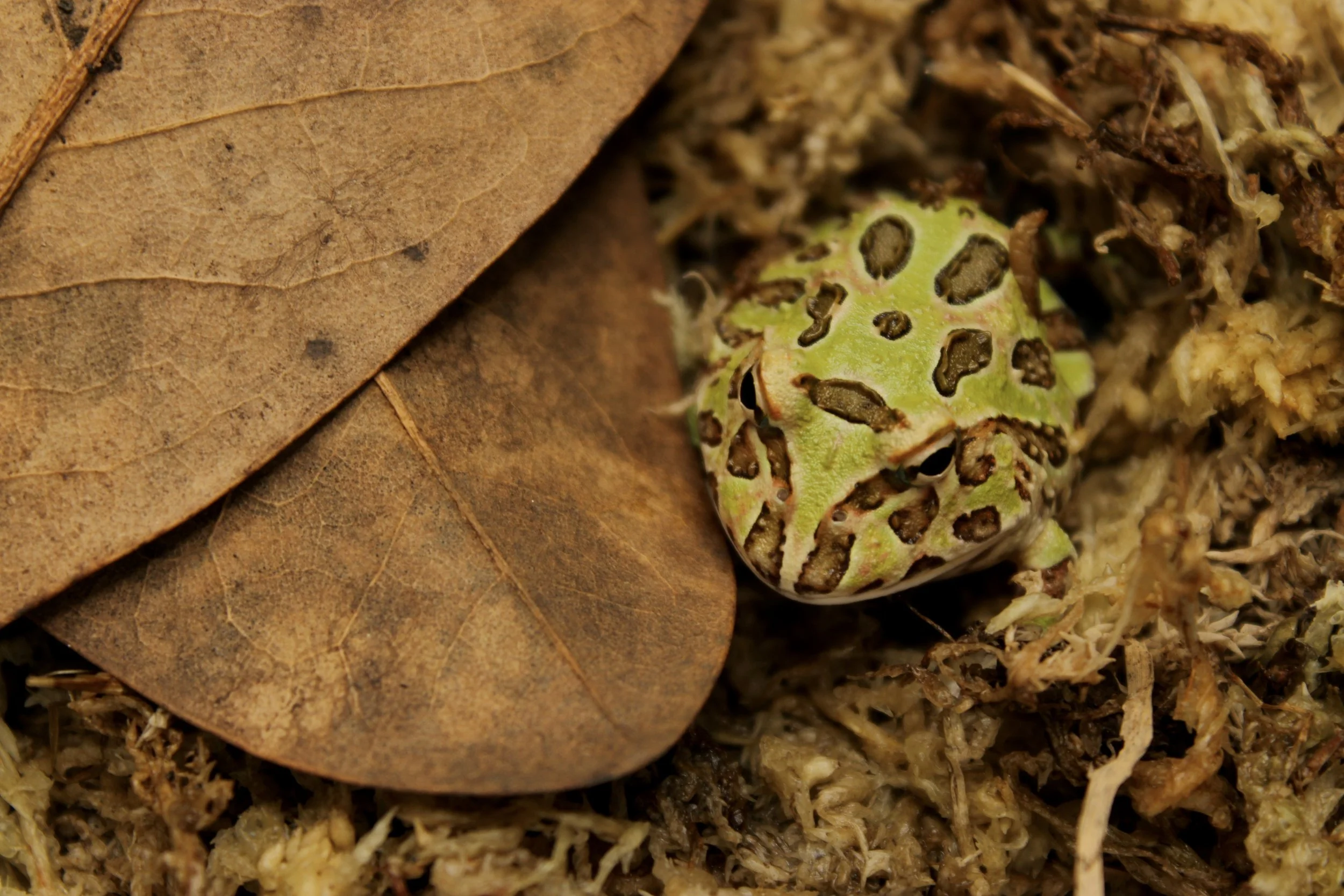 Camouflage Pac-Man Frog