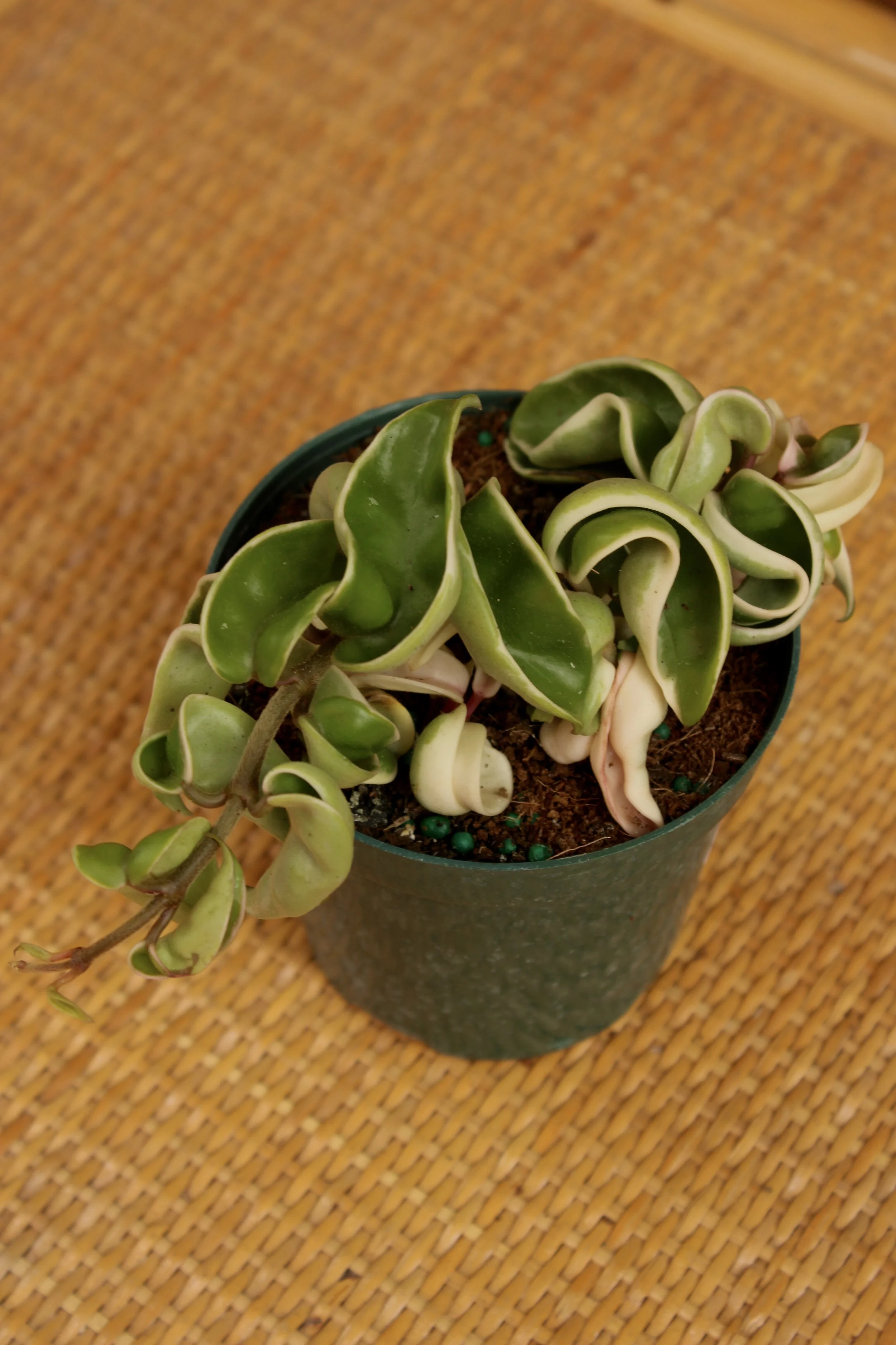 Hoya Carnosa Compacta Variegated