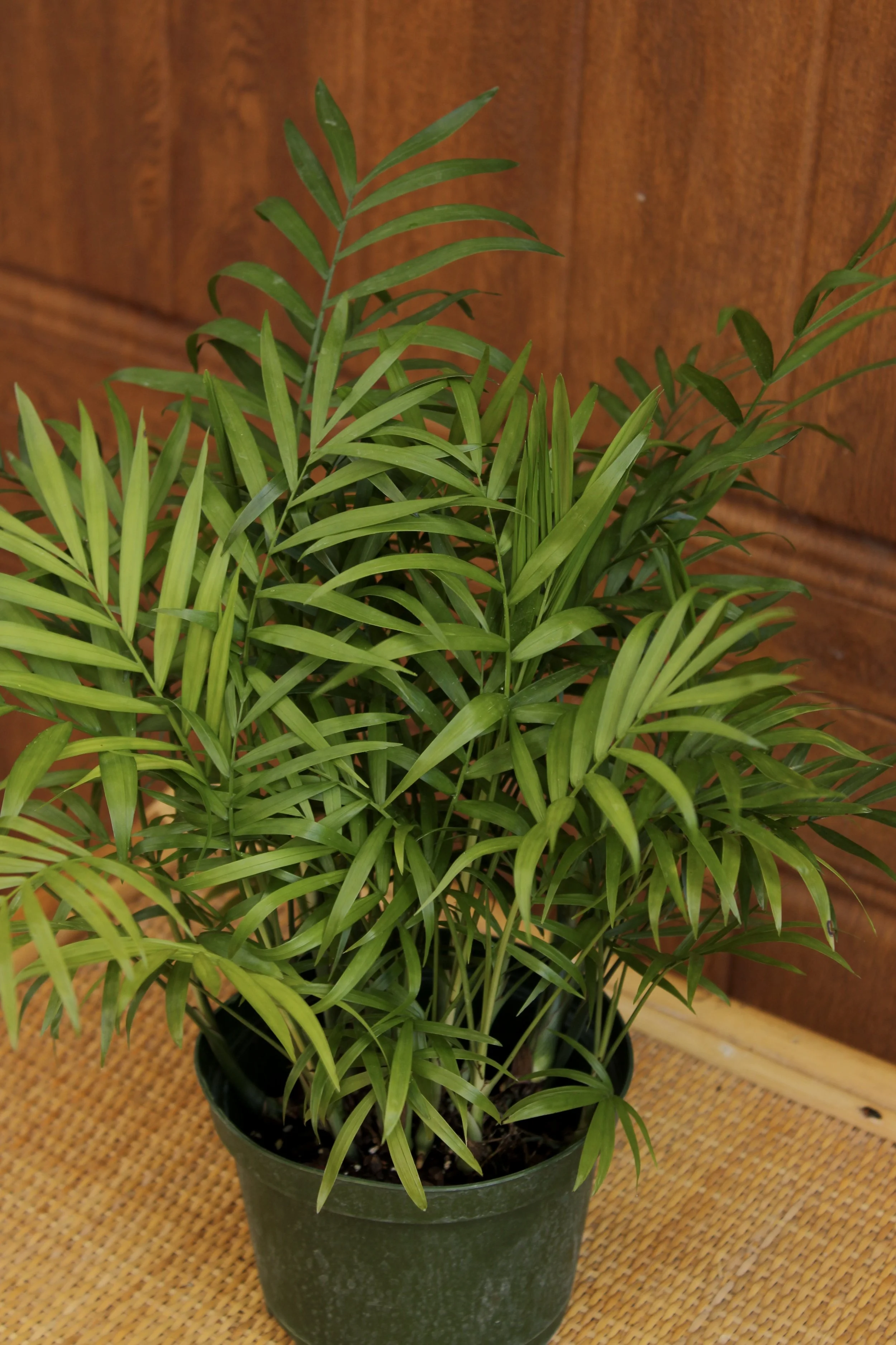 Parlor Palm
