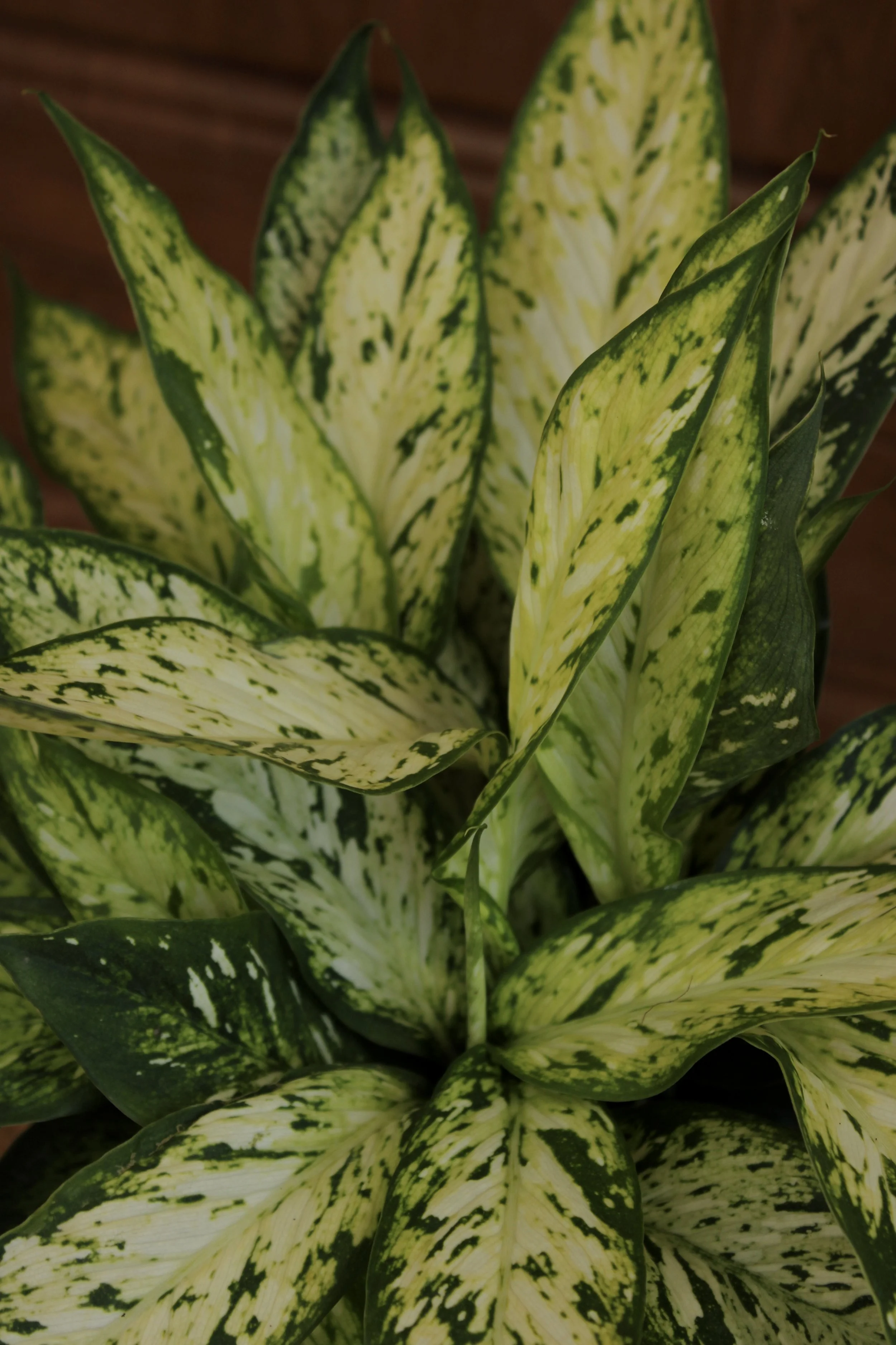 Dieffenbachia 'Bright Star'
