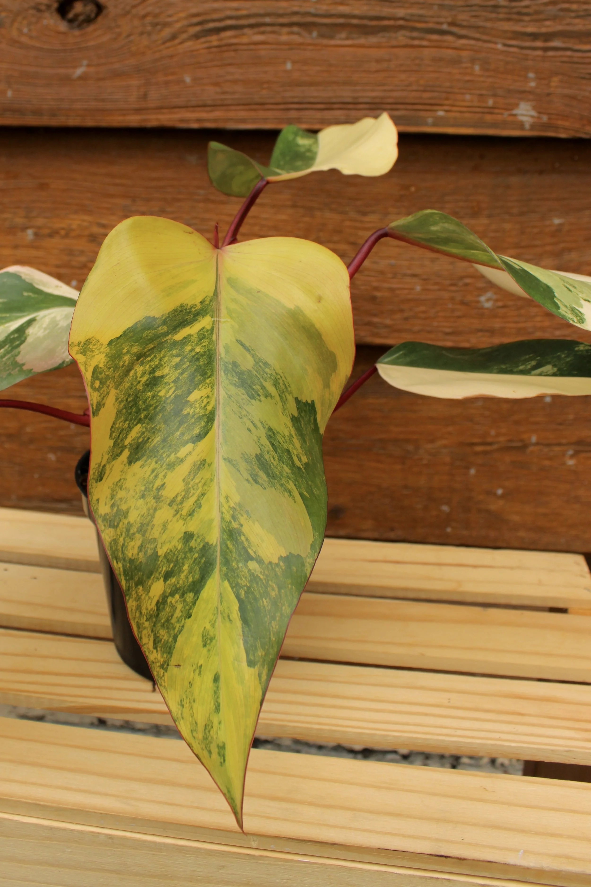 Philodendron Strawberry Shake