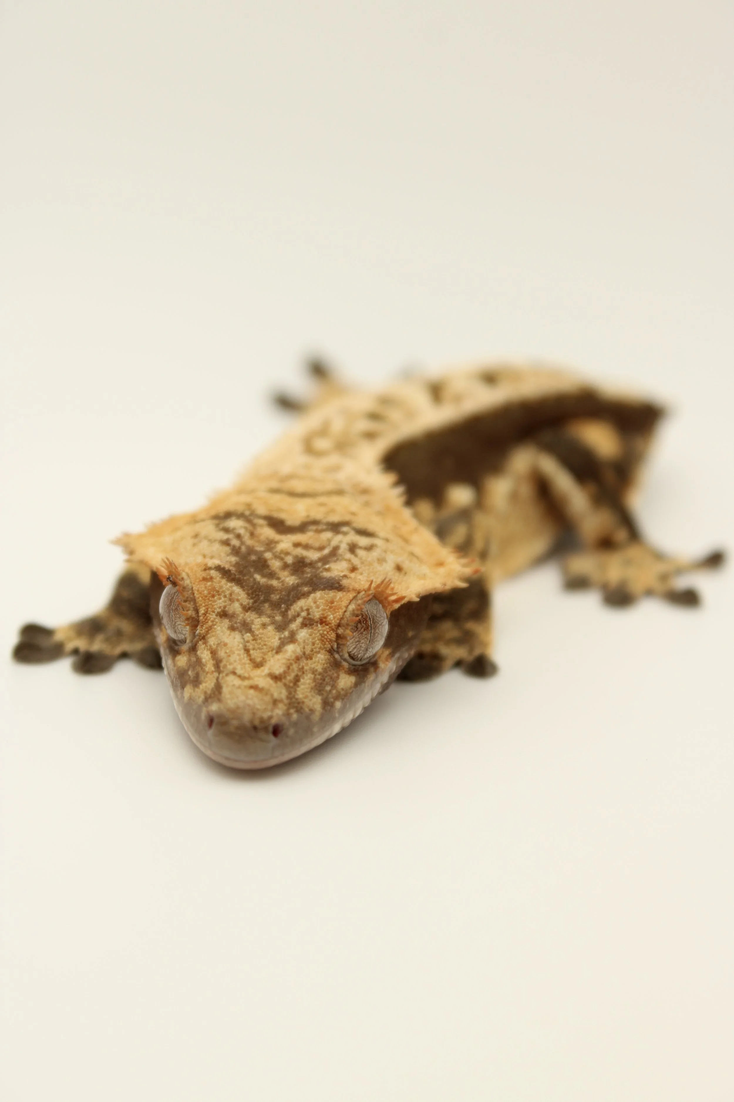 Female Harlequin Pin. Crested Gecko