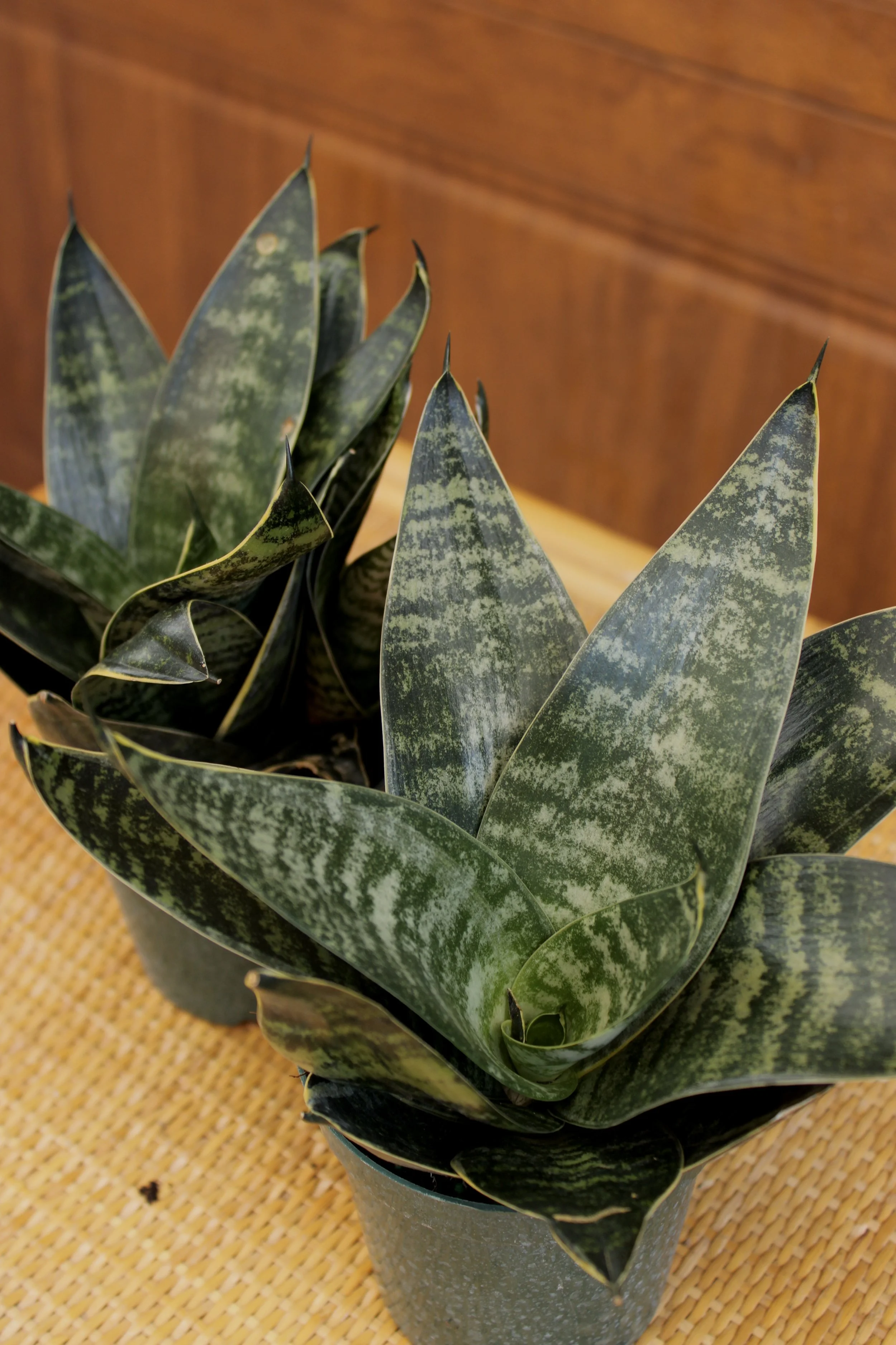 Snake Plant 'Laurenti Dwarf'