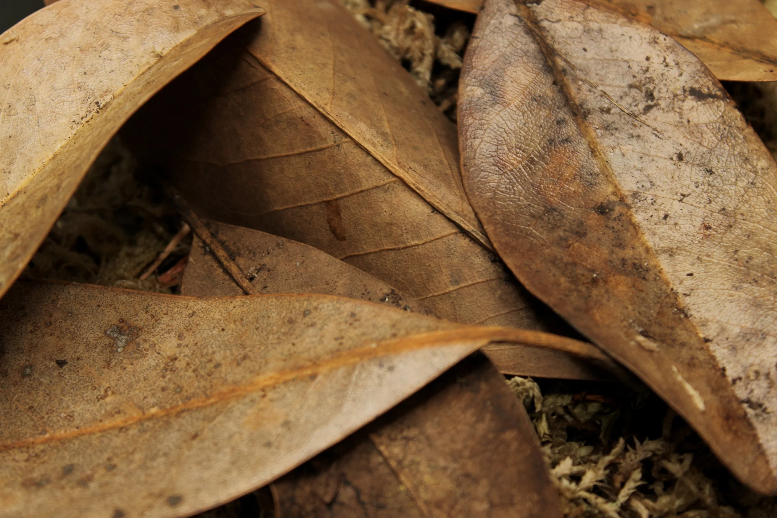 Magnolia Leaf Litter '1 Gallon'