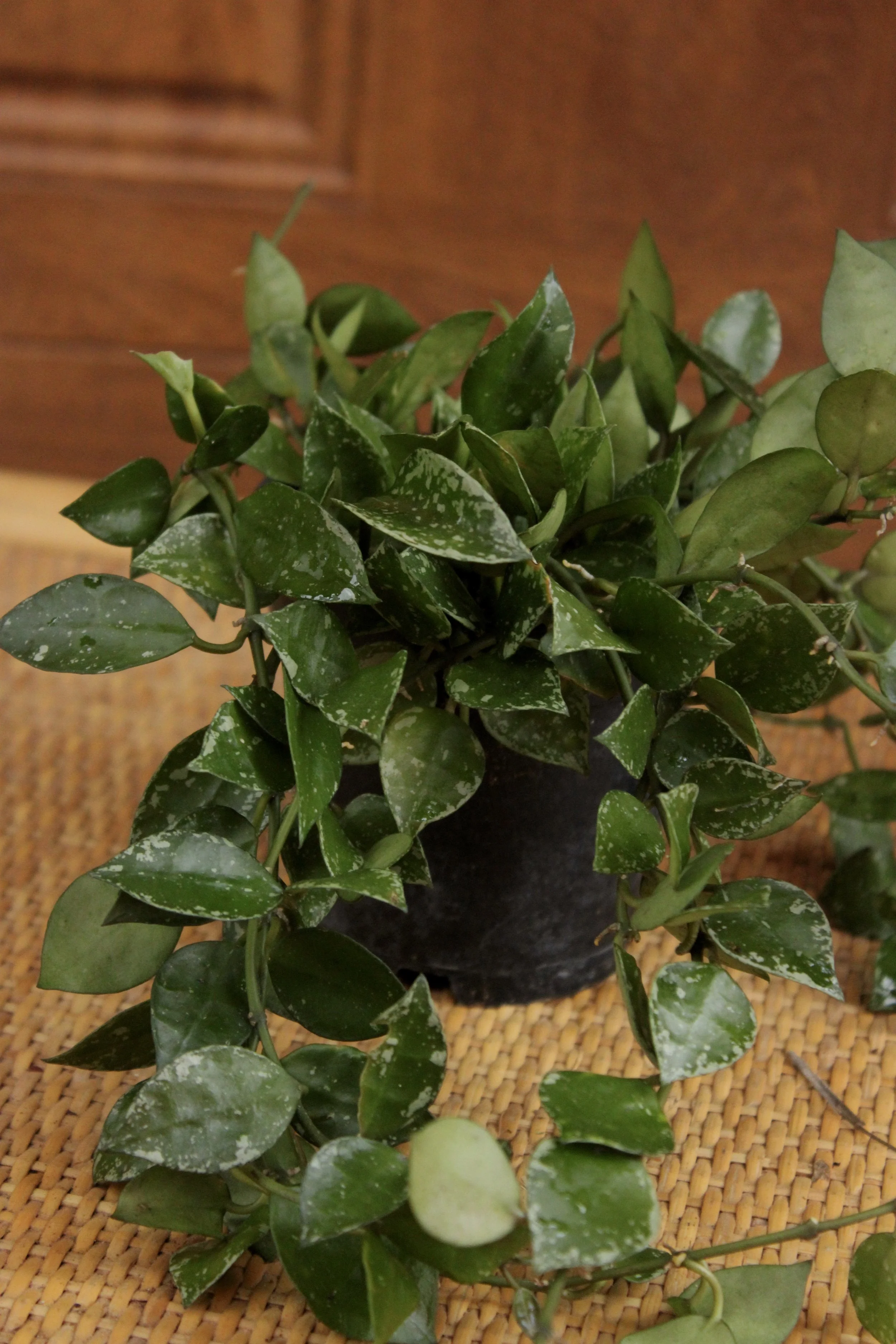 Hoya 'Krohniana Splash'