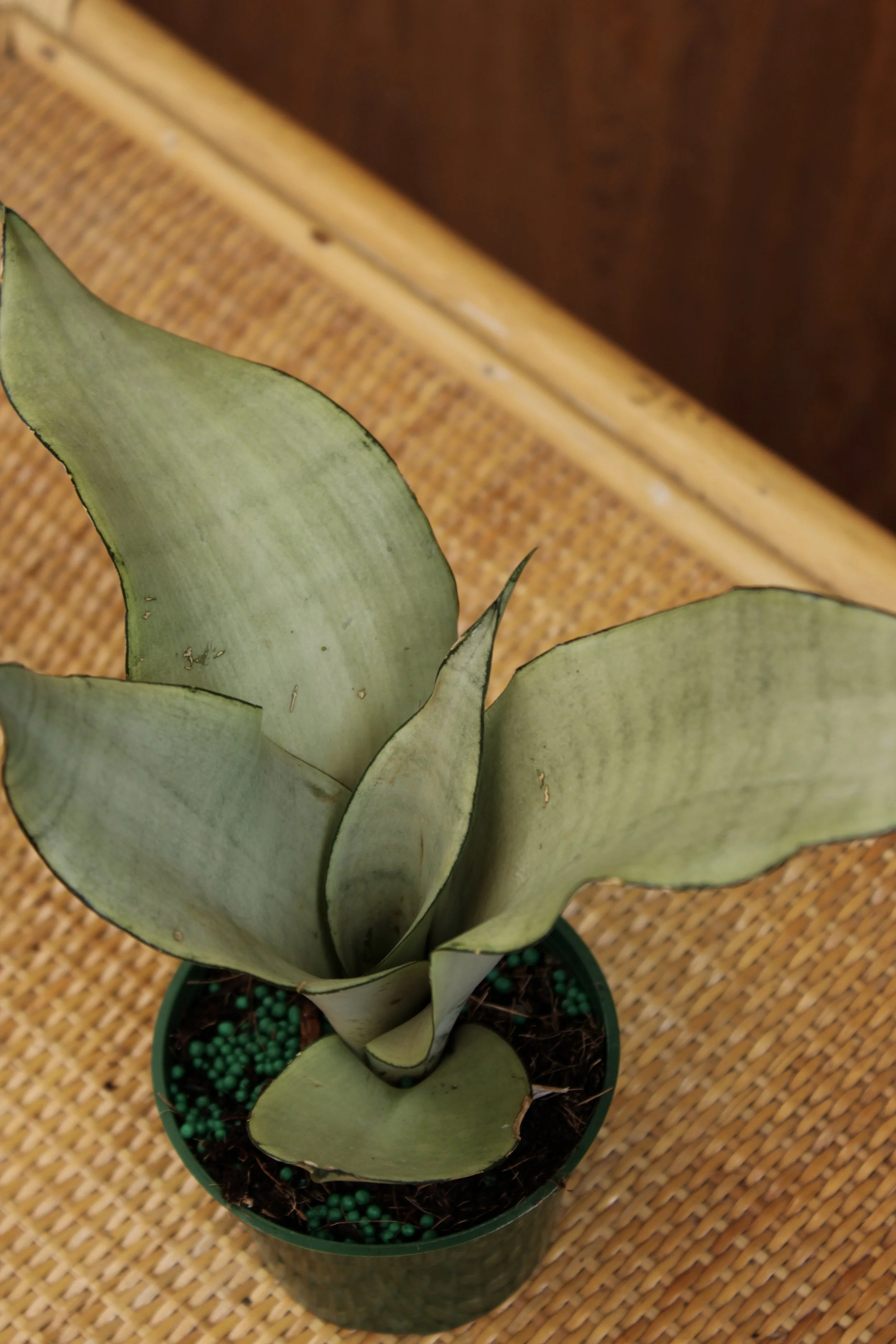 Snake Plant "Moonshine Plant'