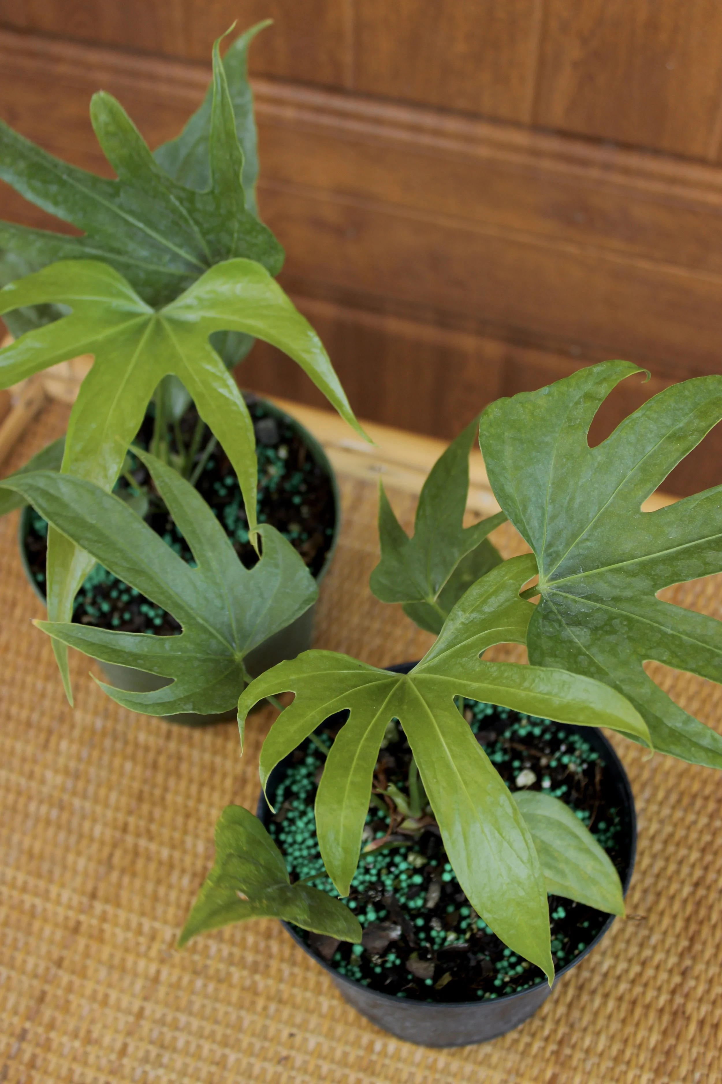 Anthurium Lady Fingers
