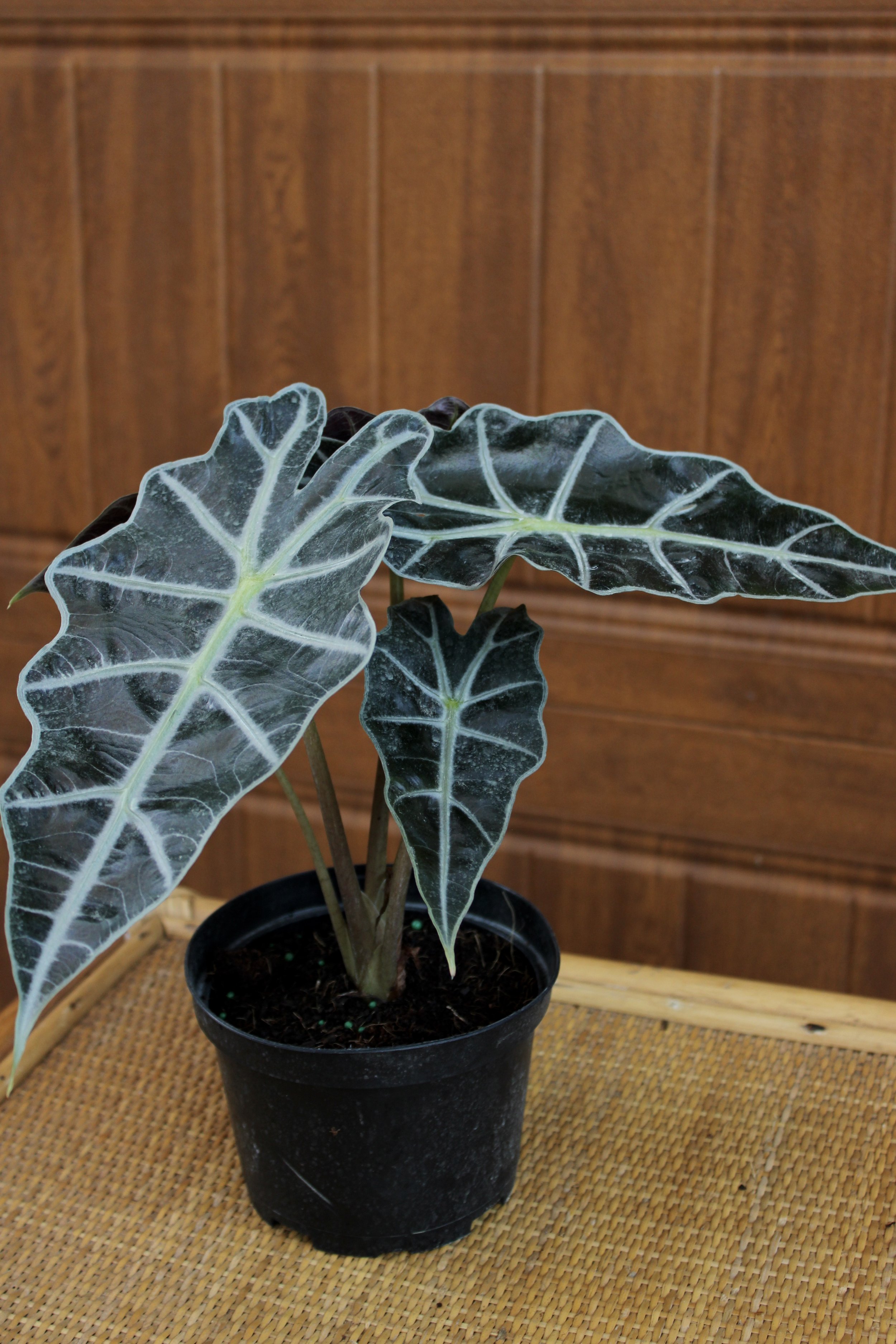 Alocasia Polly