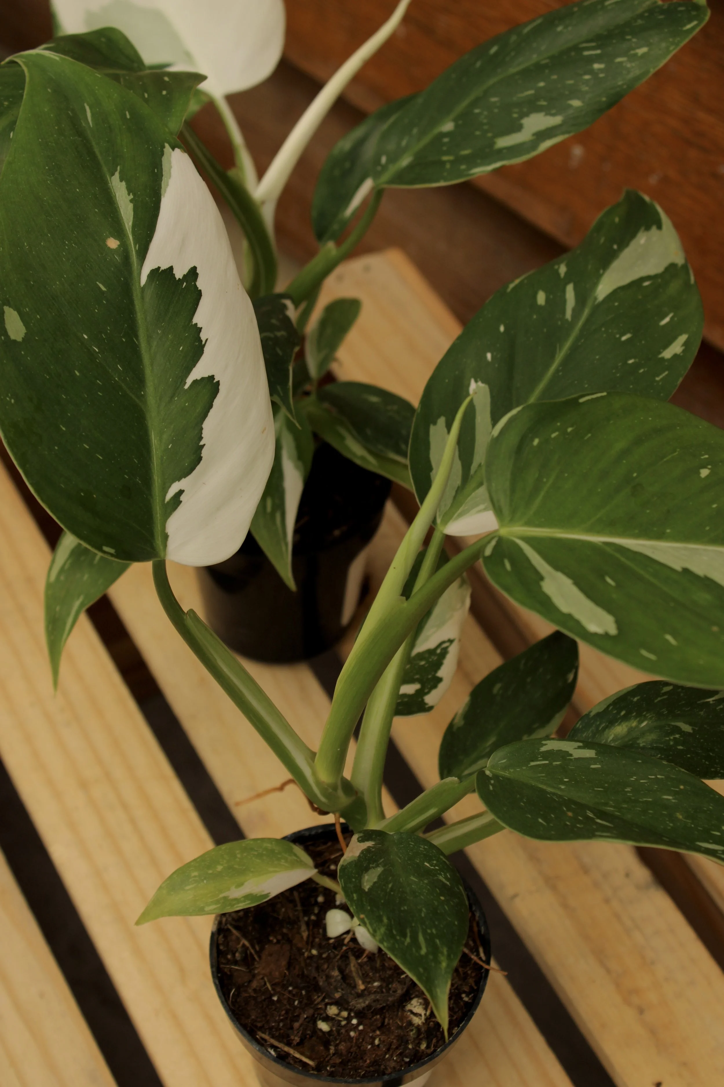Philodendron White Wizard