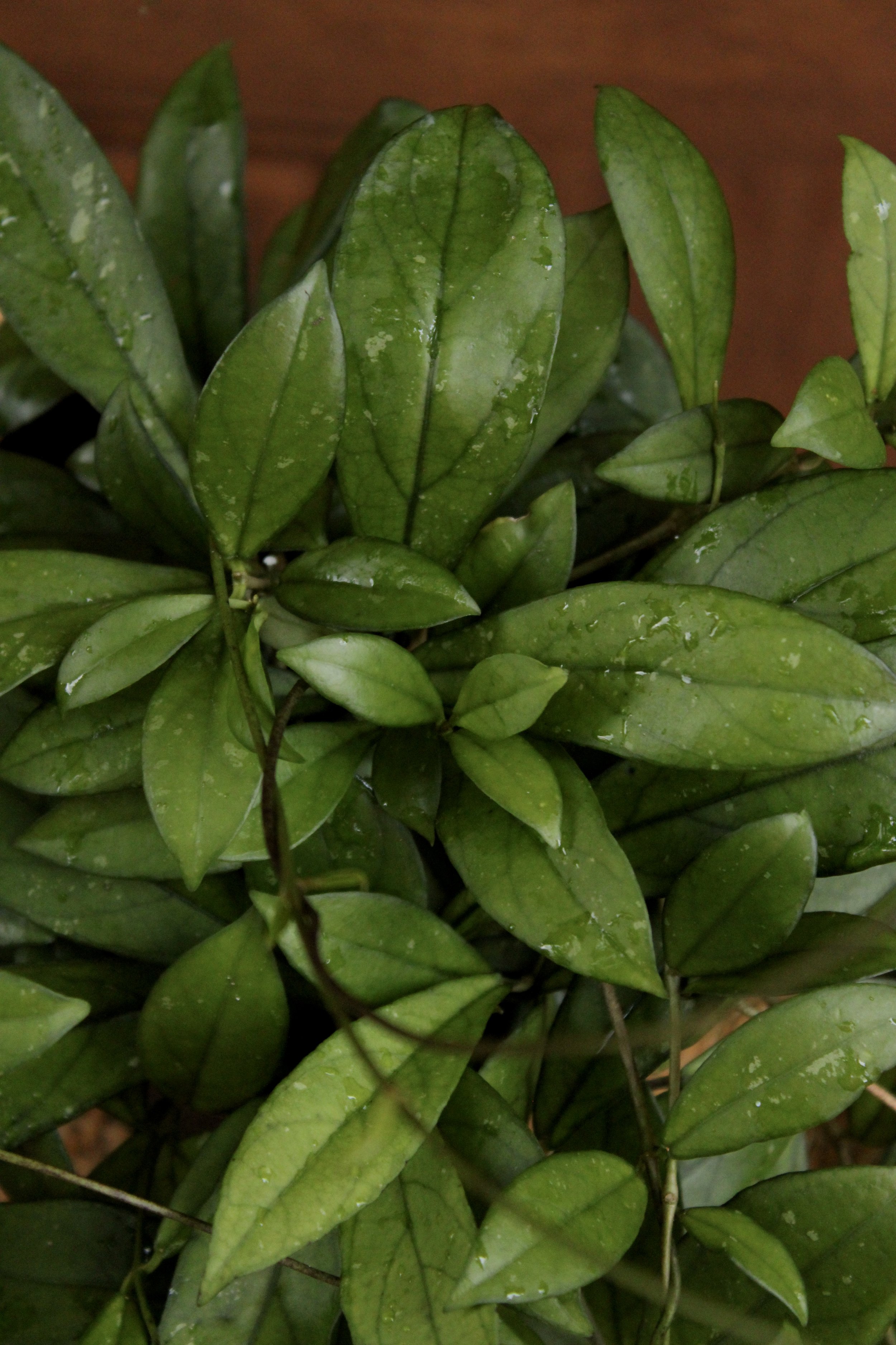 Hoya 'Crassipetiolata Splash'