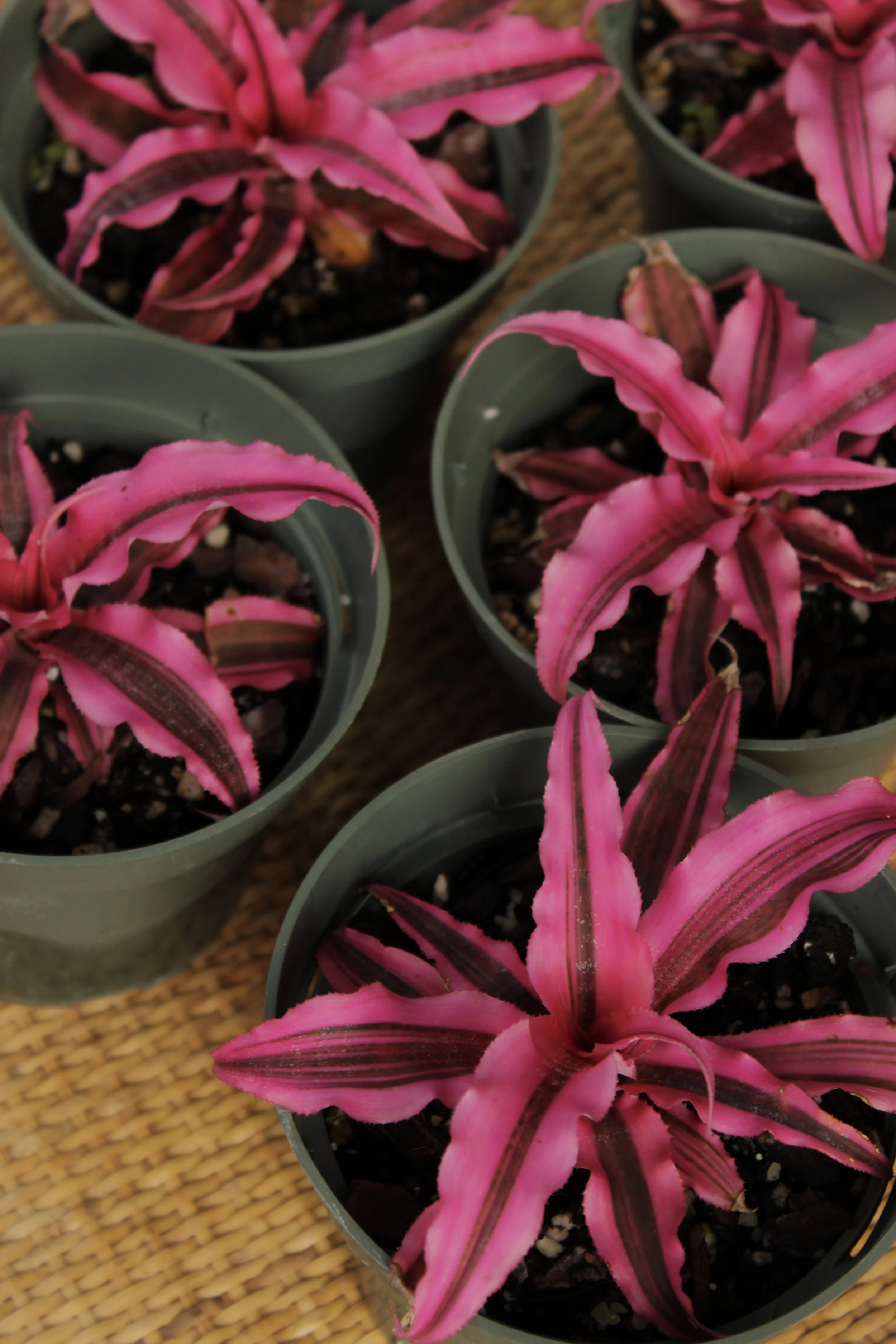 Cryptanthus 'Living Colors'