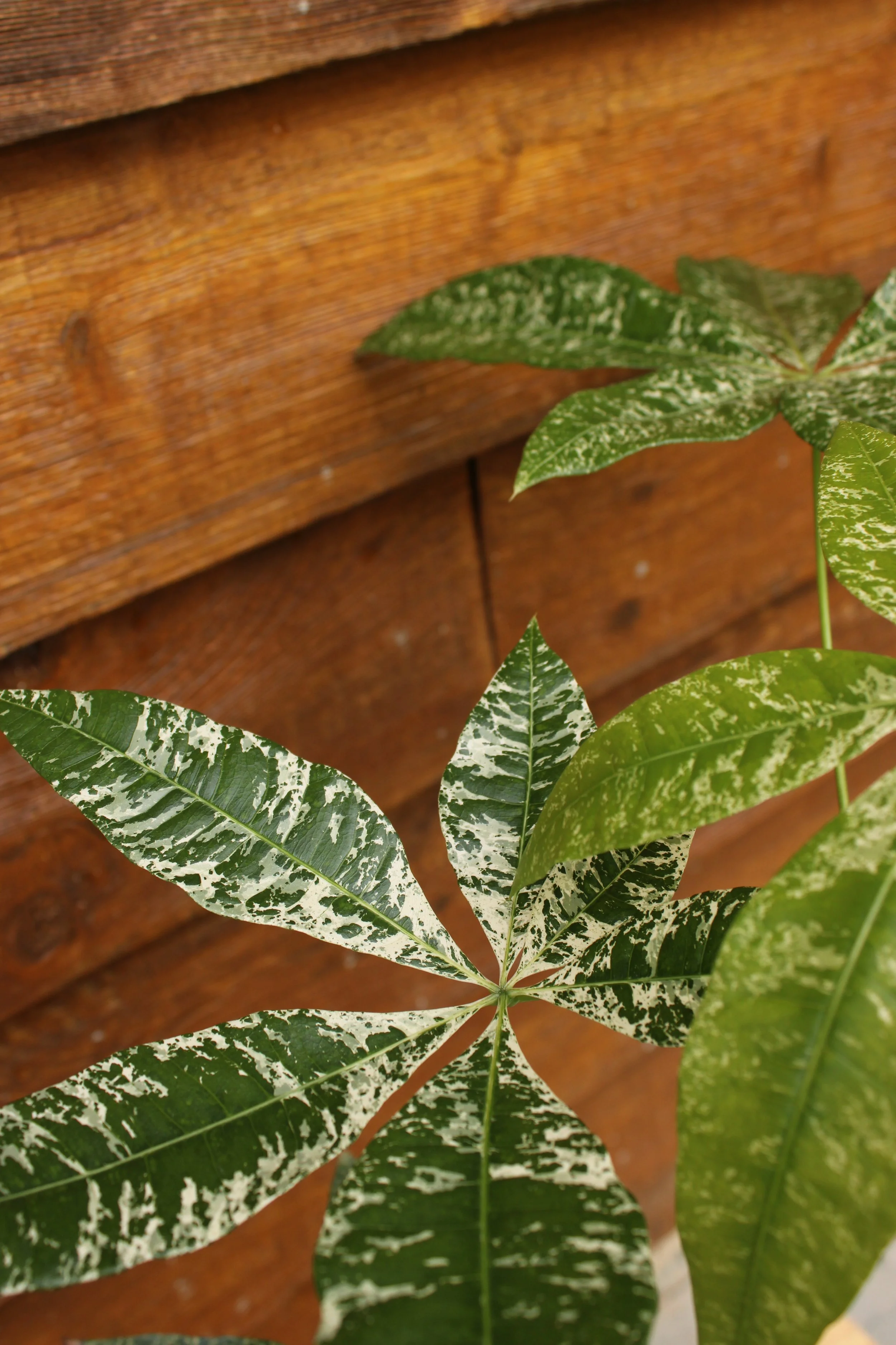 Money Tree Variegated Non-Grafted 4"-6"