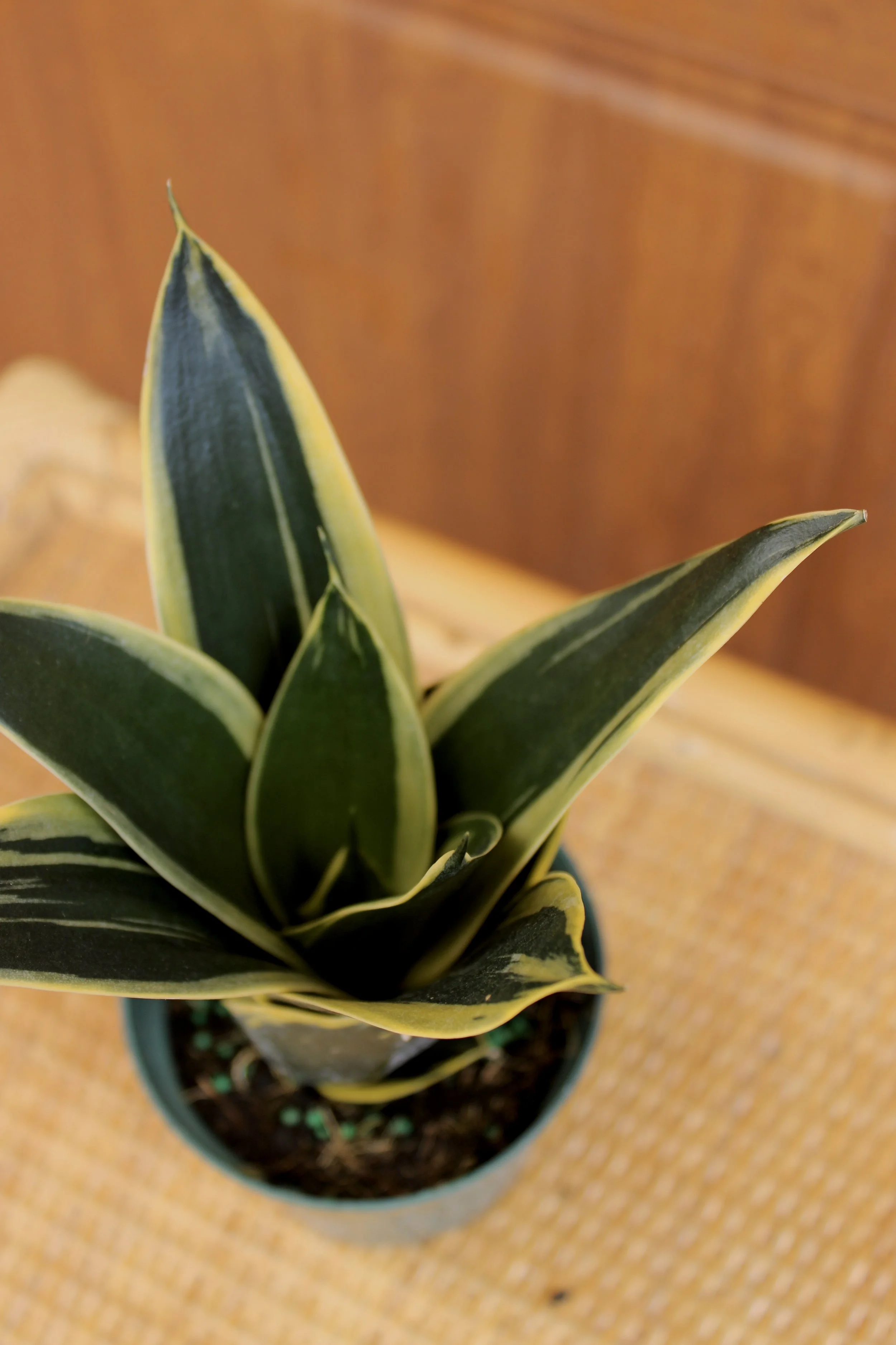 Snake Plant 'Black Star'