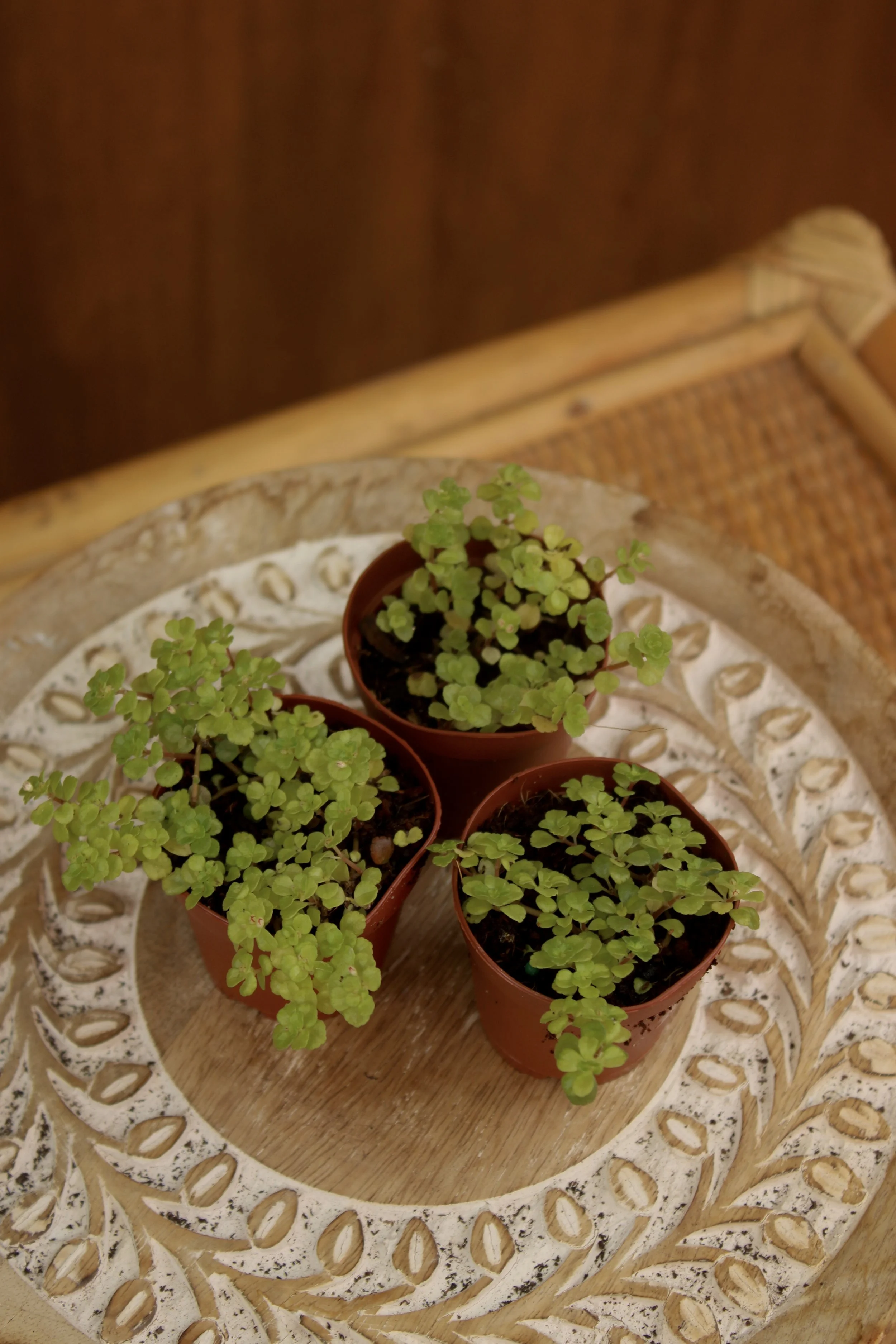 2" Baby Tears Bundle