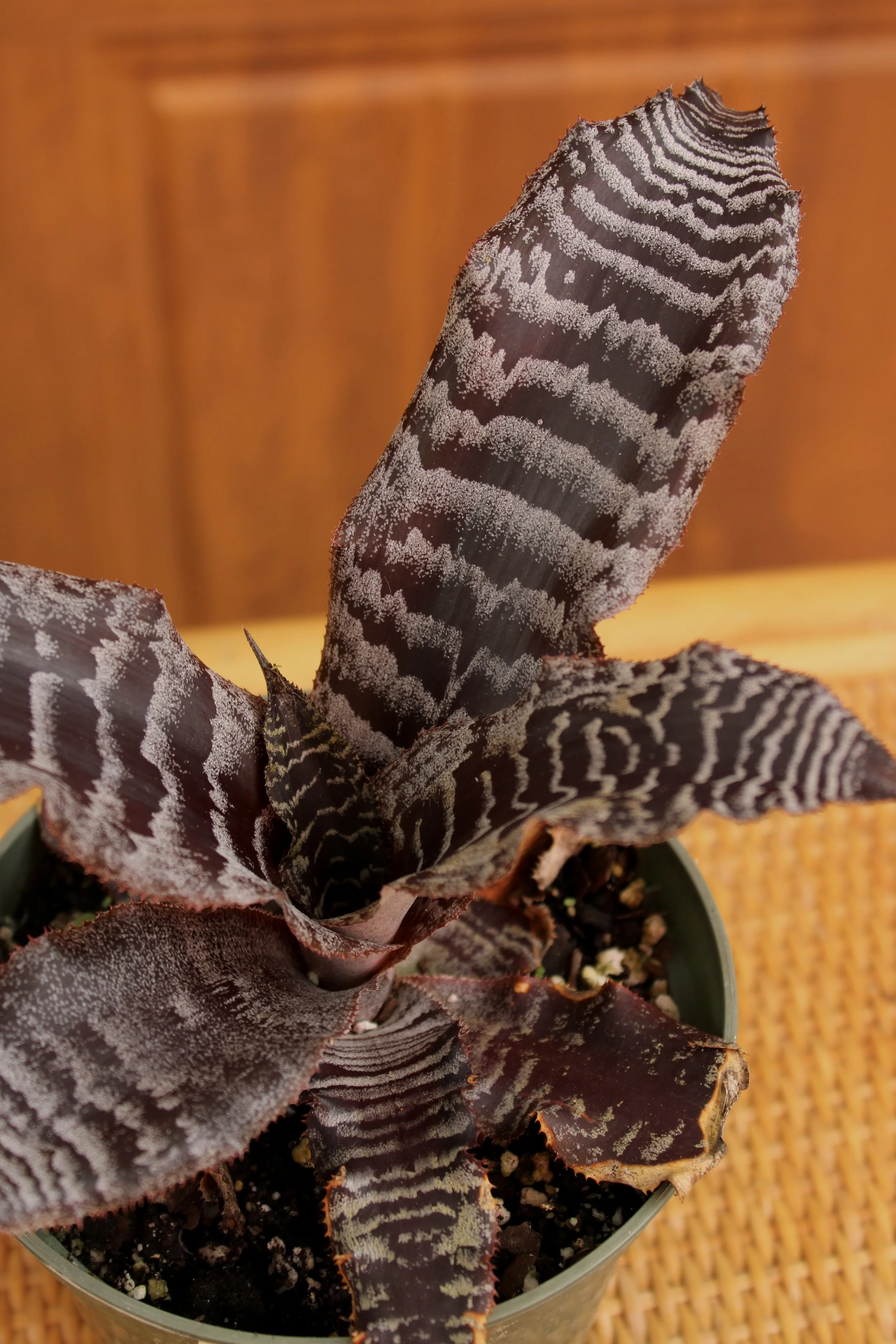 Cryptanthus Thriller