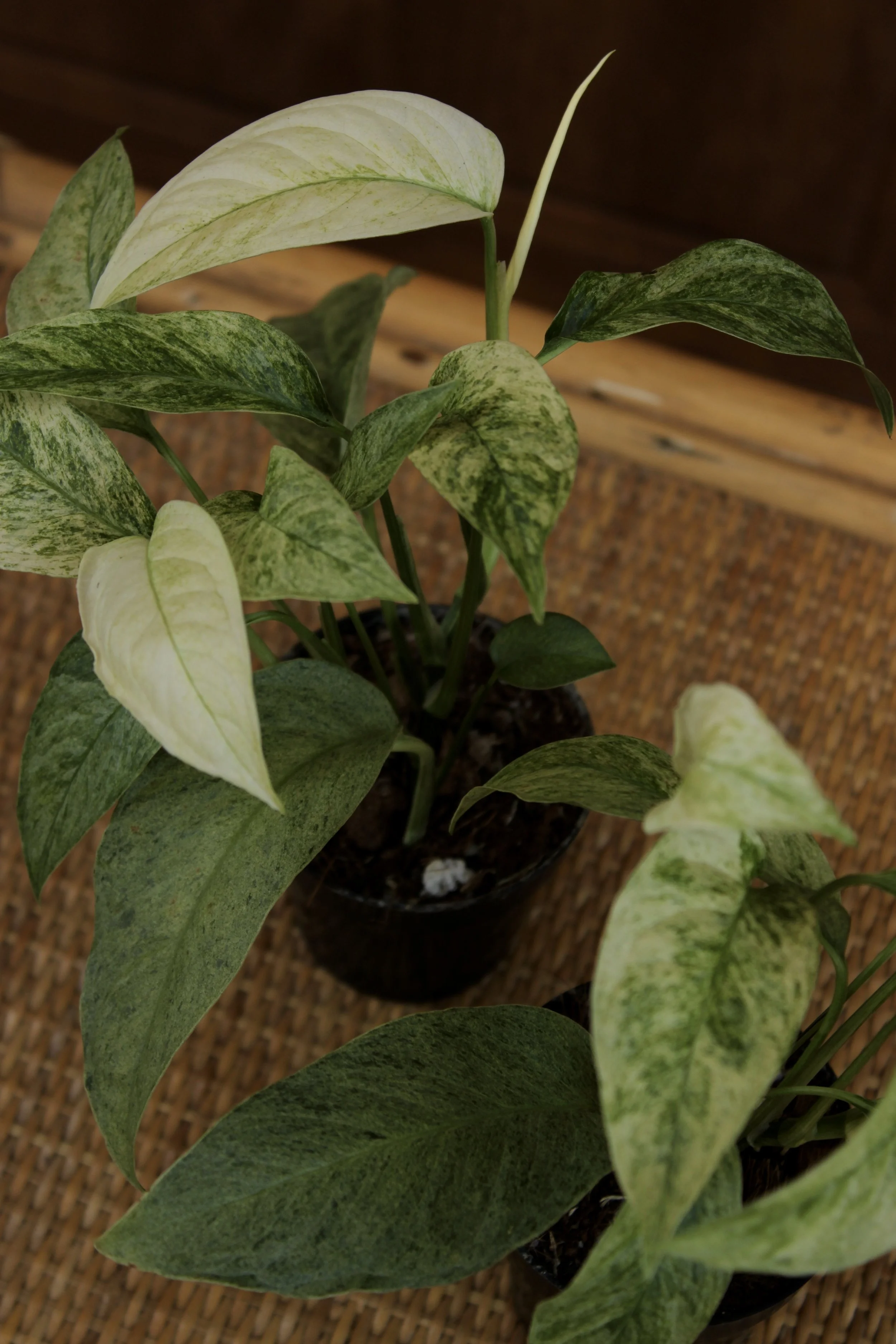 Monstera Laniata Variegated