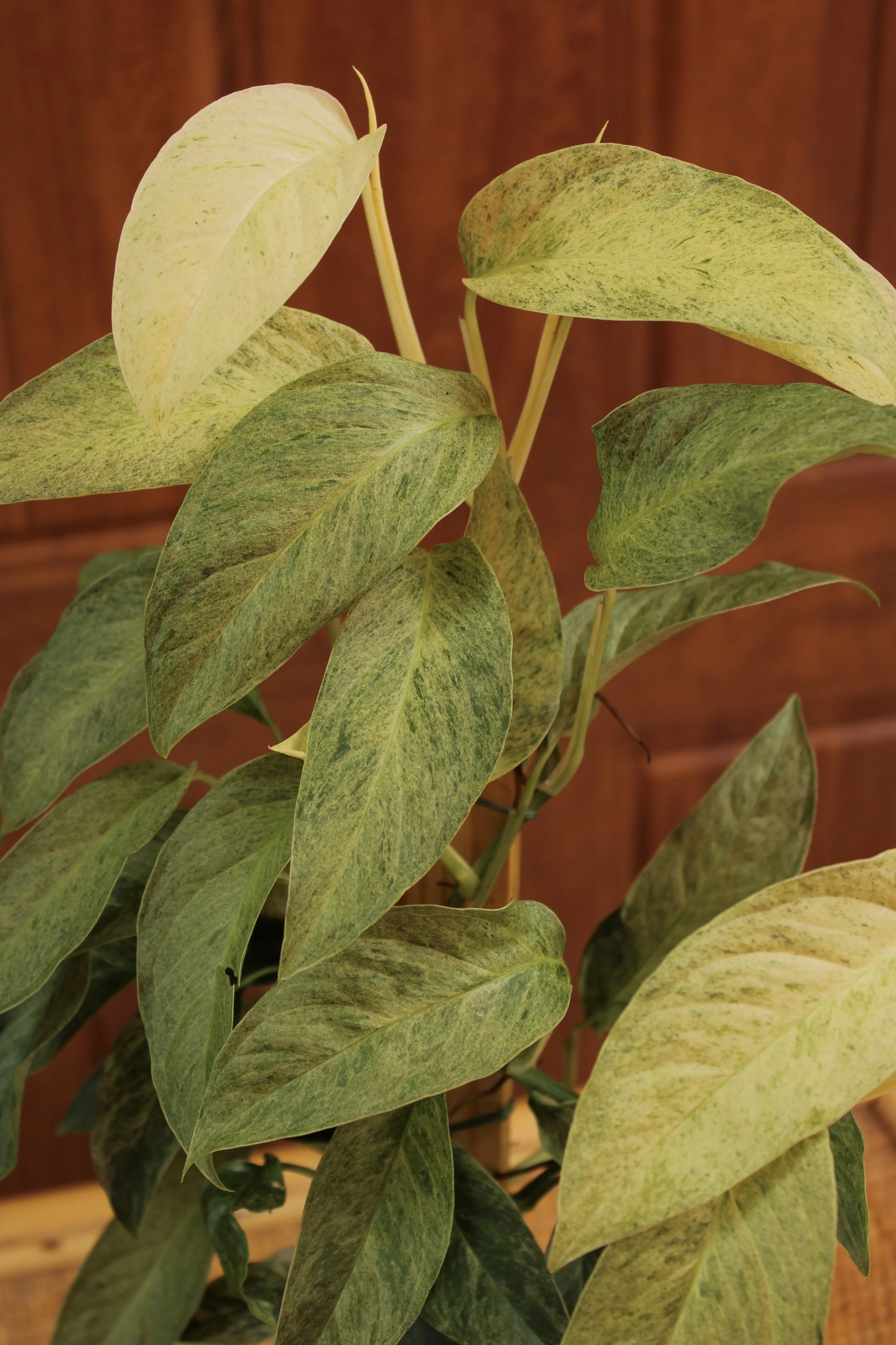 Monstera Latiana Mint