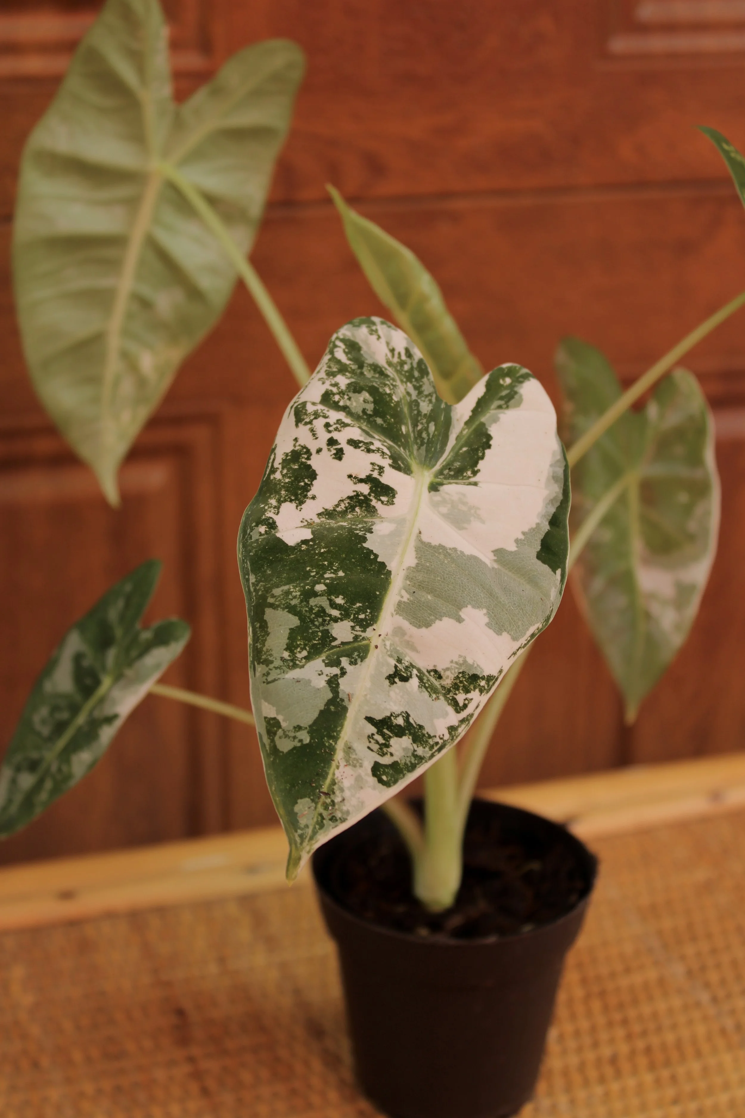 Alocasia Frydeck Variegated