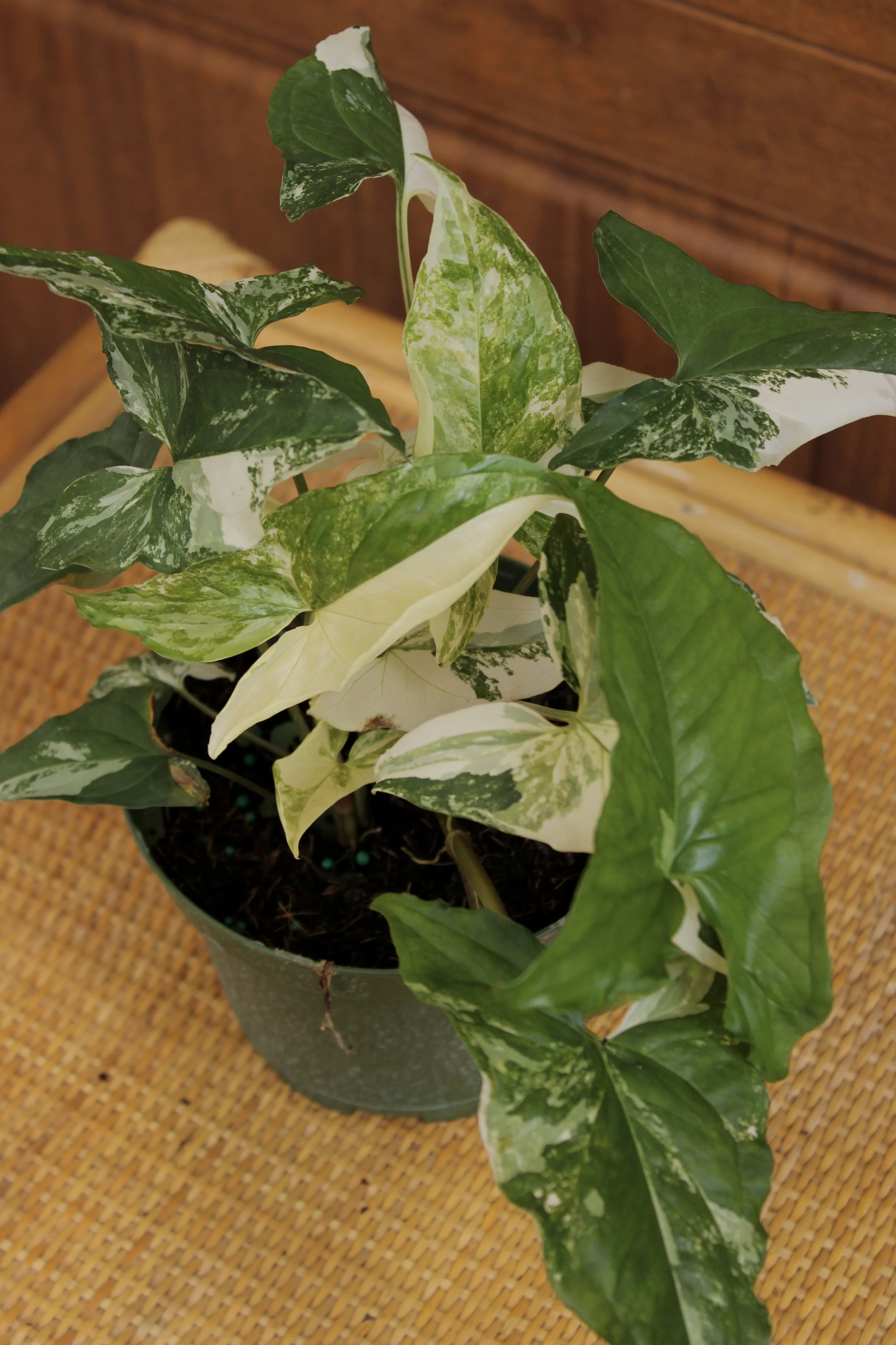 Syngonium Albo