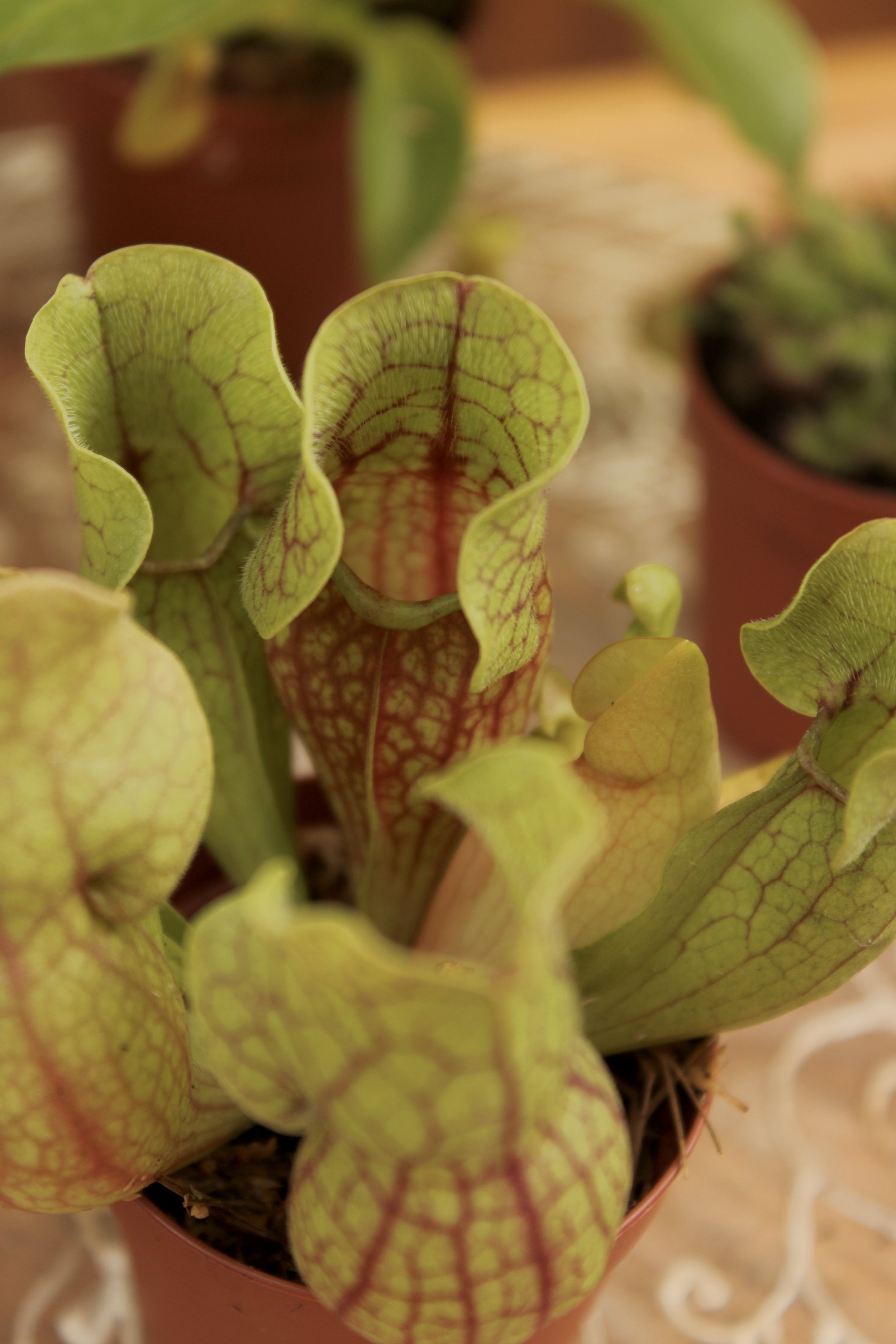 2" Individual Carnivorous