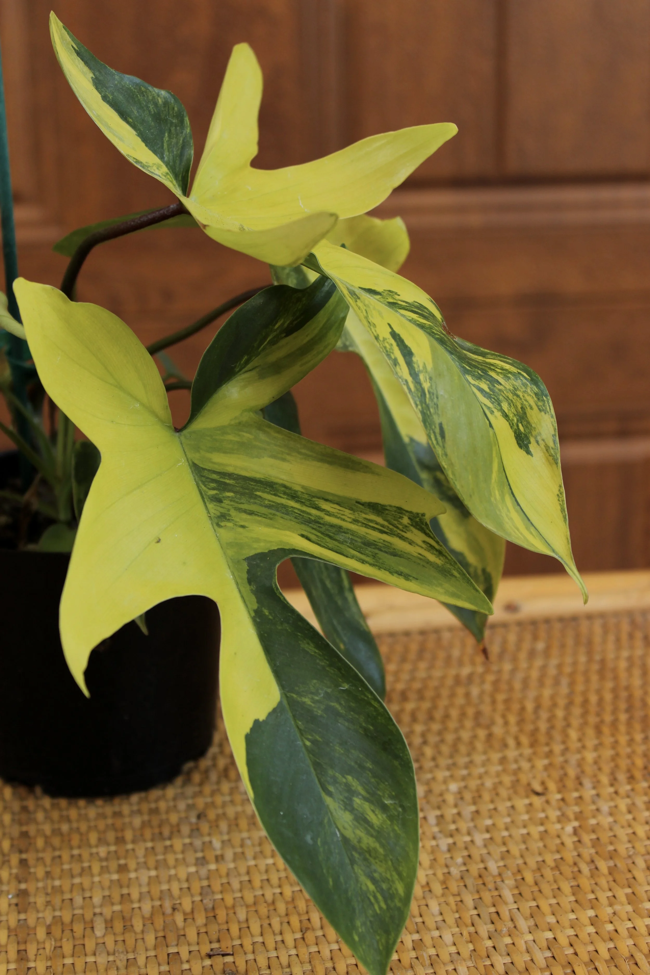 Philodendron Florida Ghost