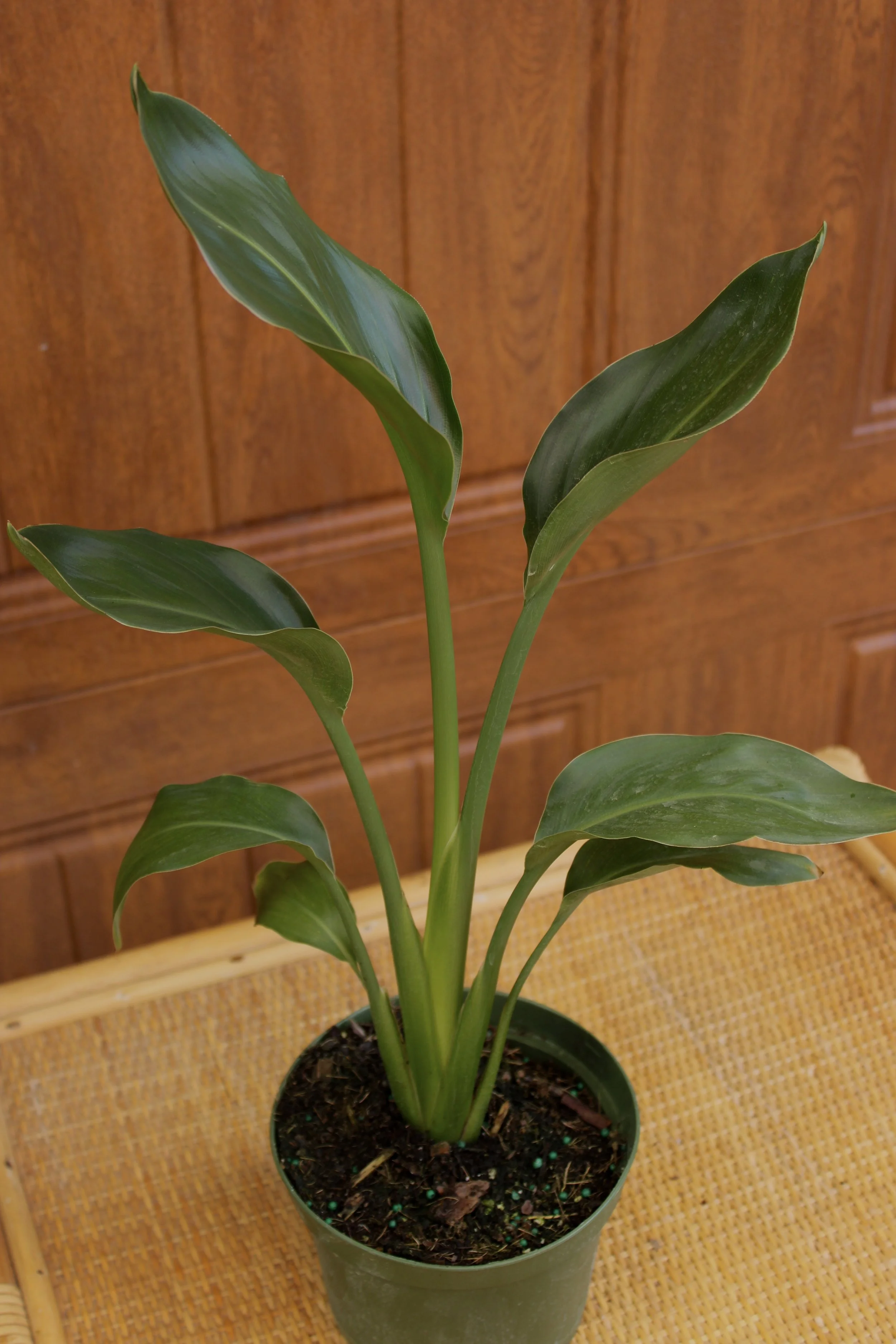 Birds of Paradise 'White Bird'