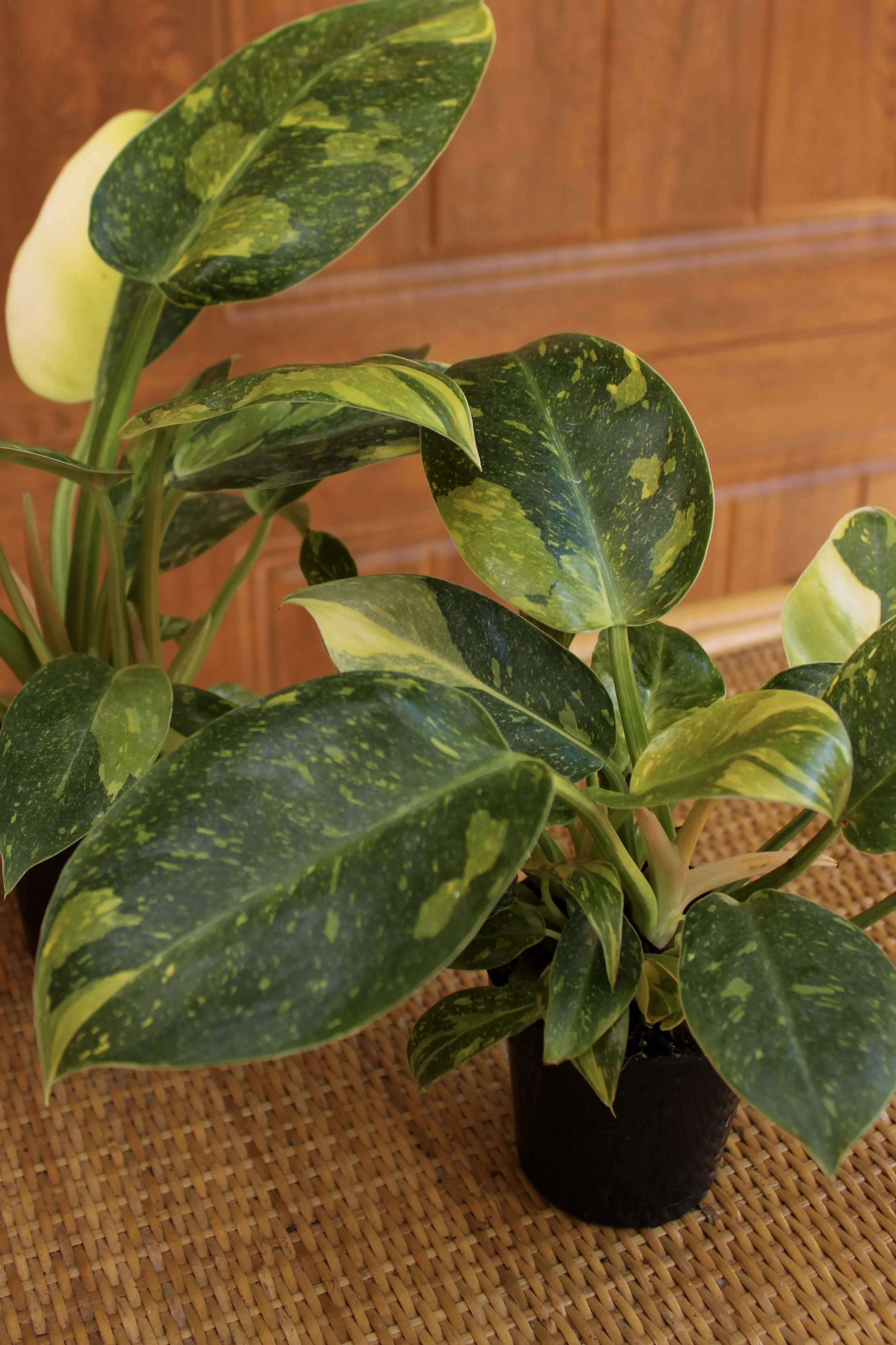 Philodendron Congo hybrid