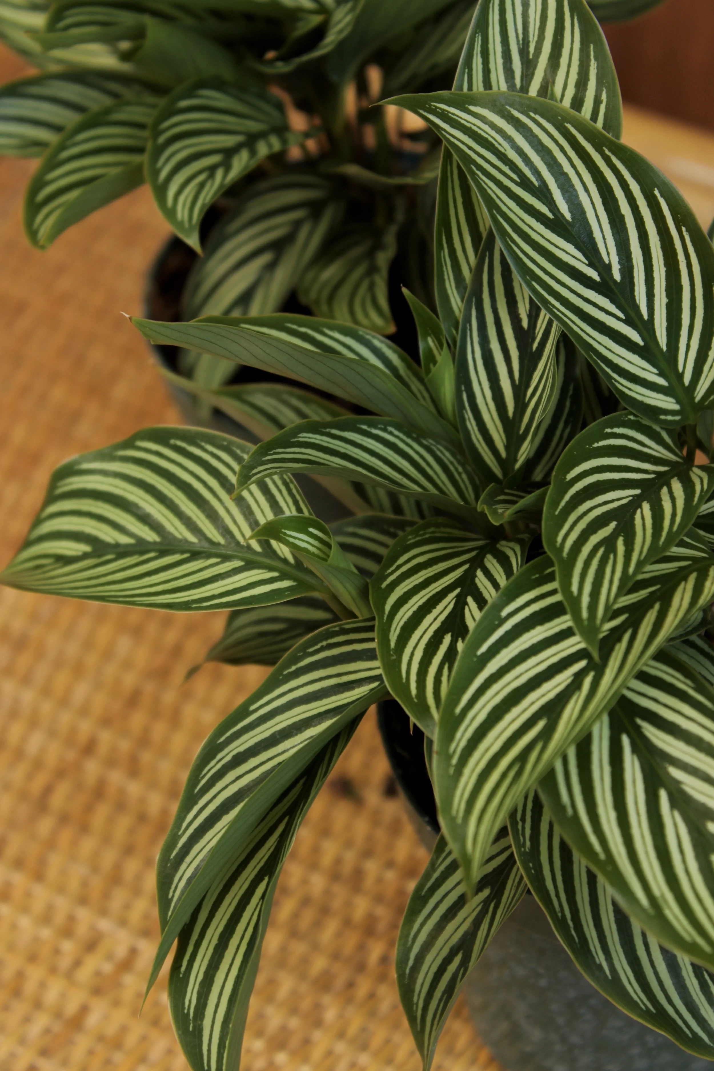 Calathea 'Vittata'