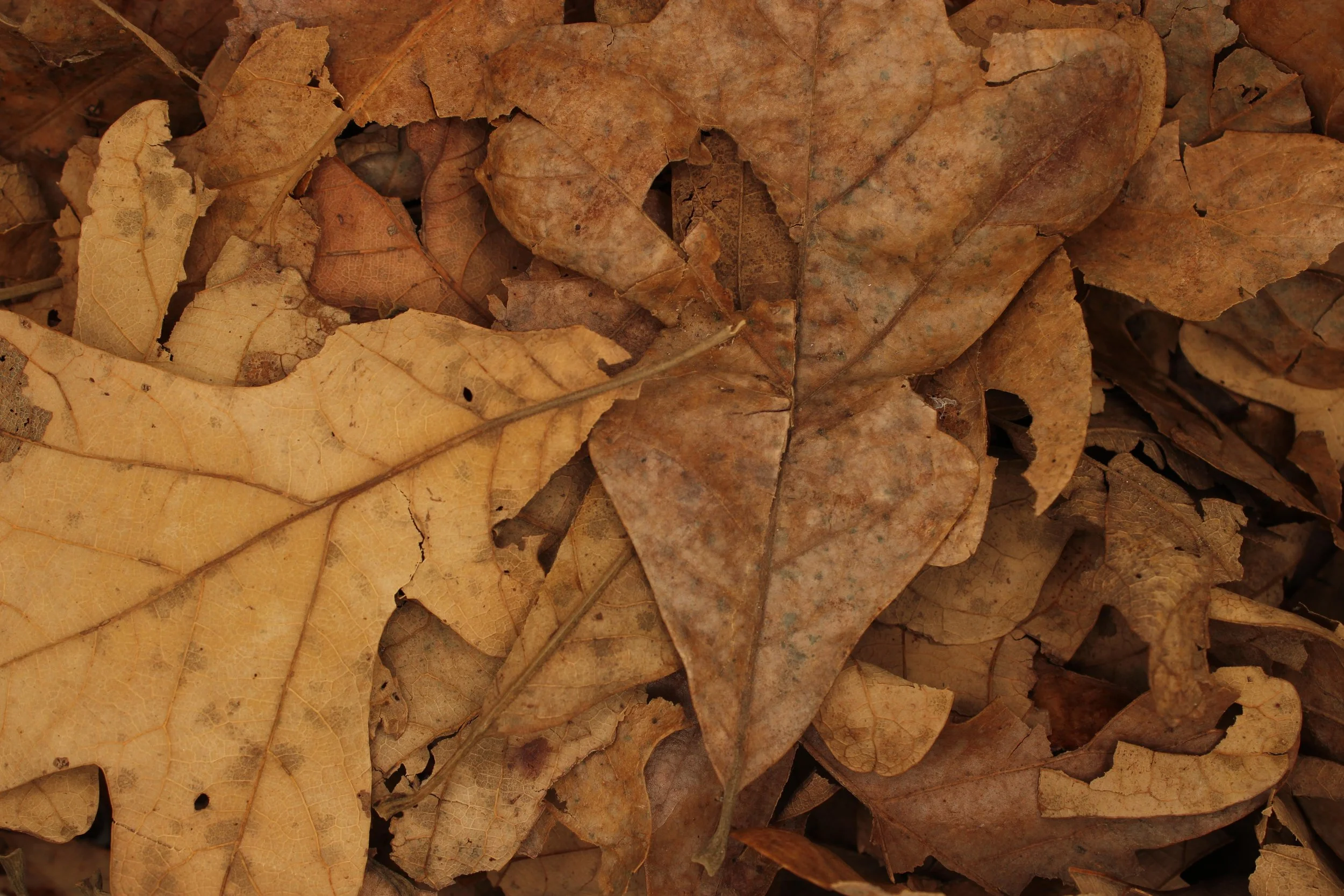 Oak Leaf Litter '1 Gallon'