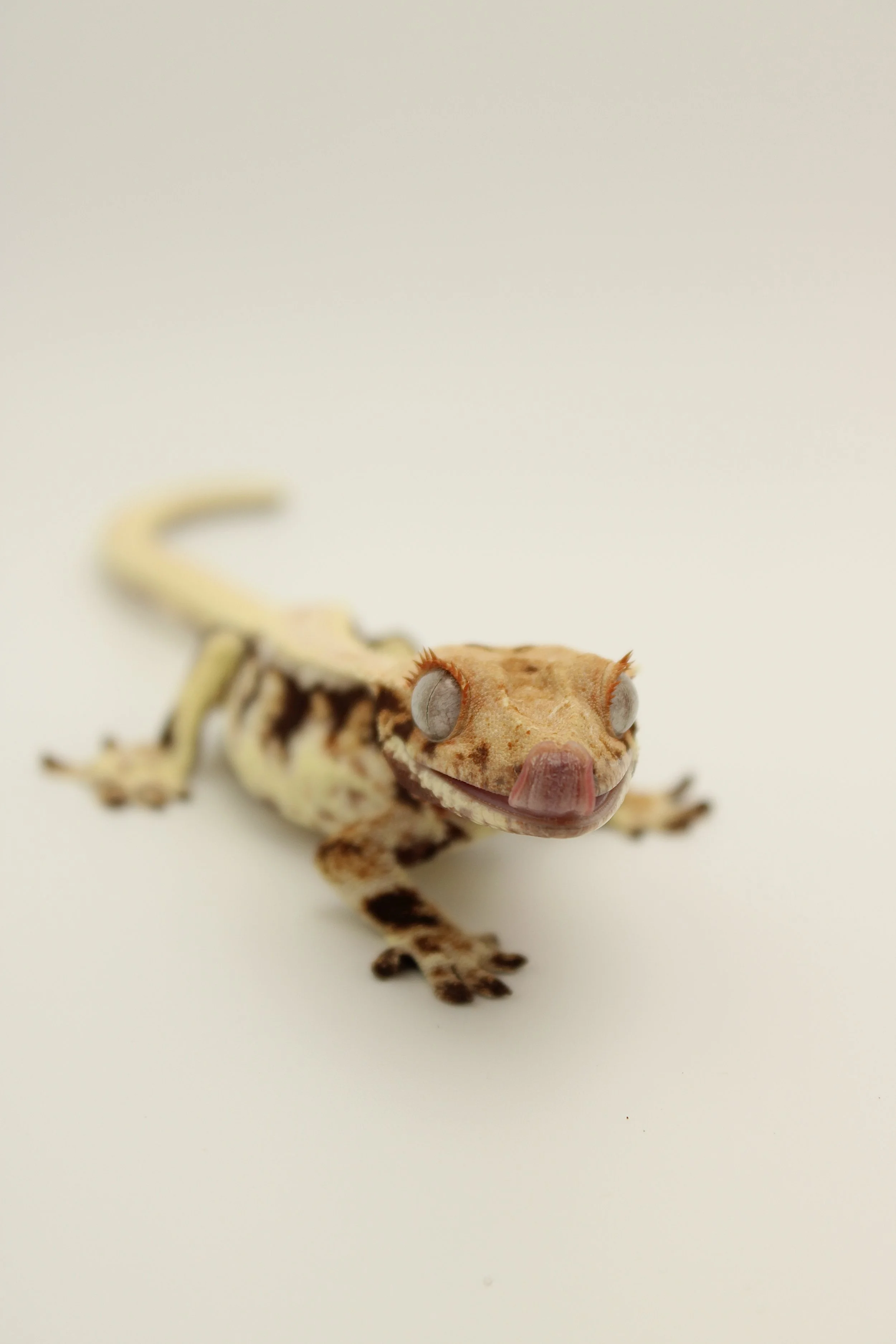 Male Lilly White Crested Gecko