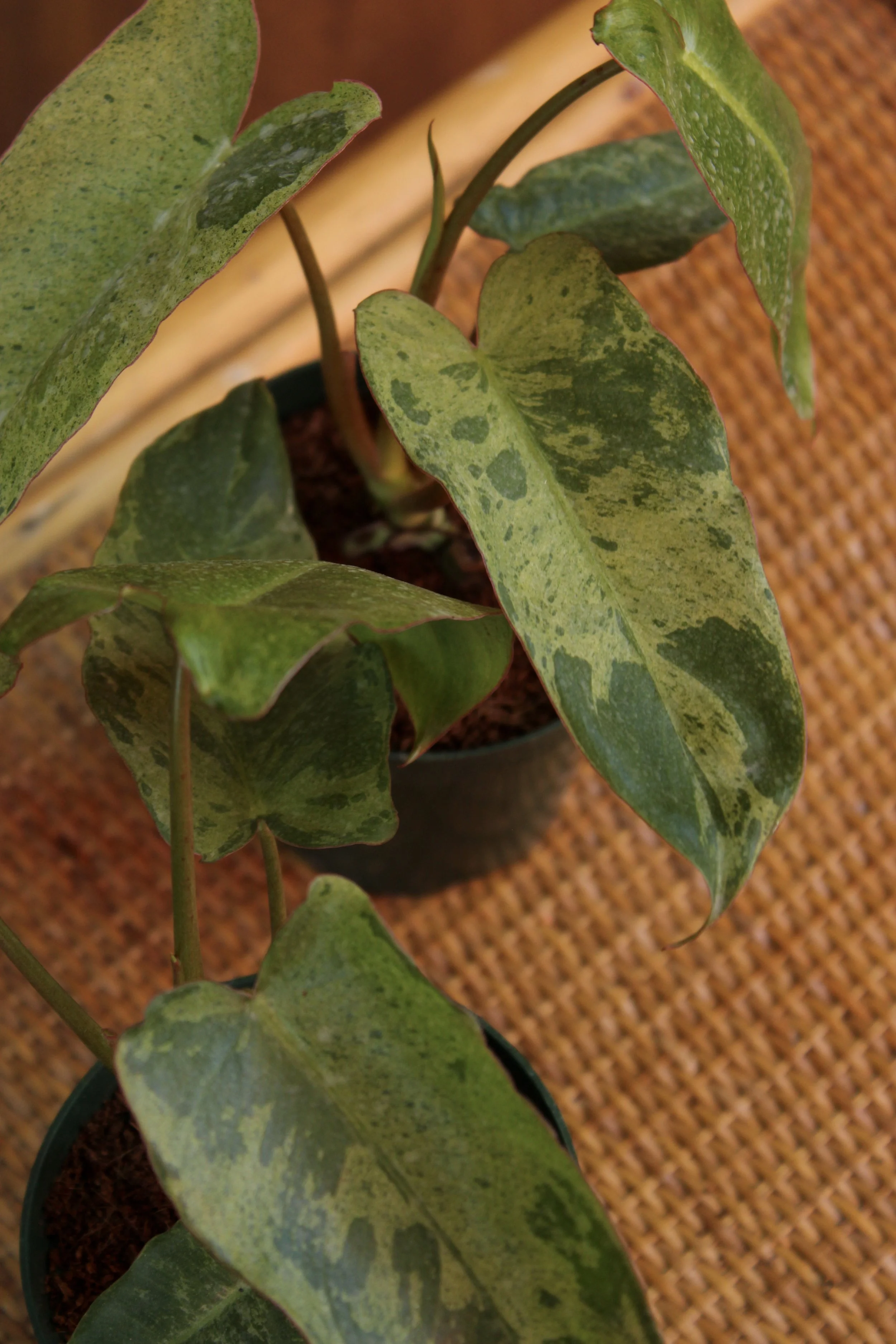 Philodendron Paraiso Verde