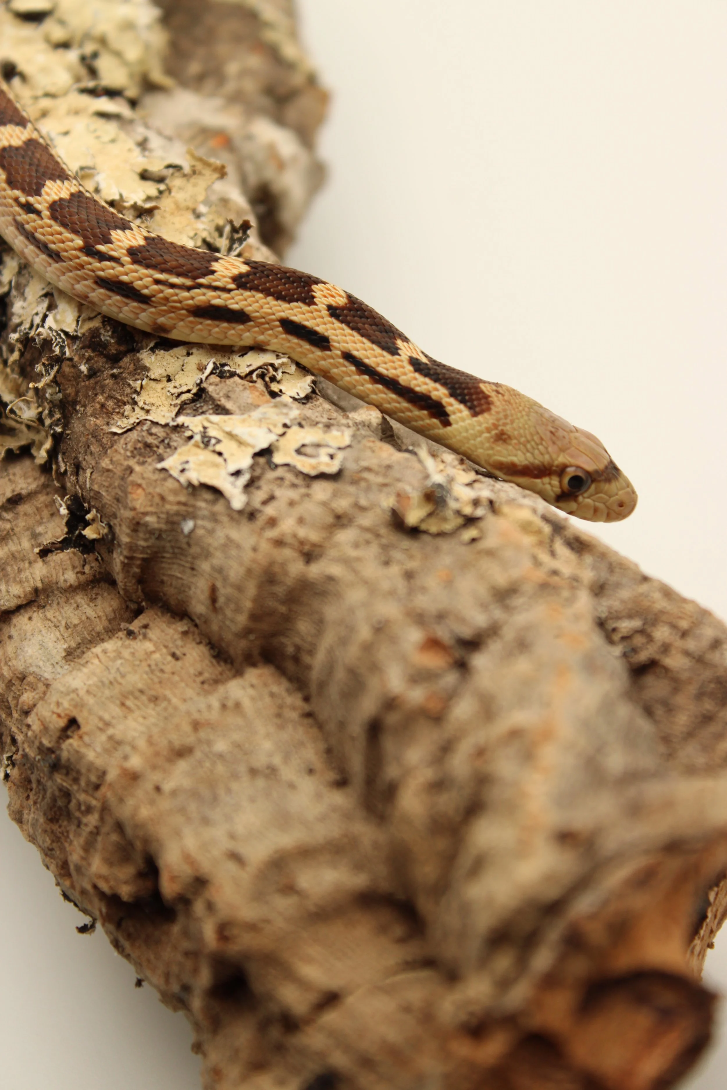 Great Basin Gopher Snake