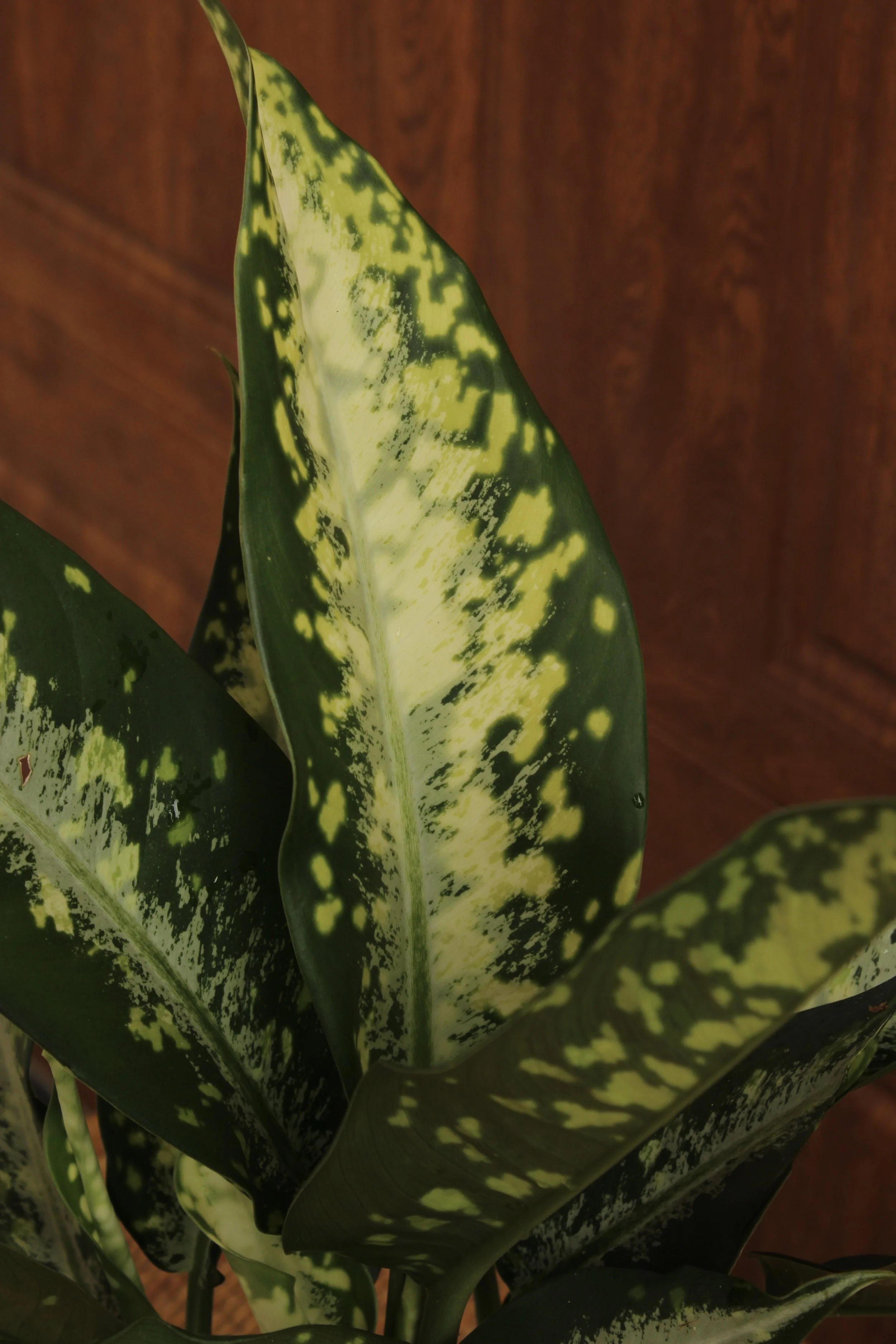 Dieffenbachia 'Panther'