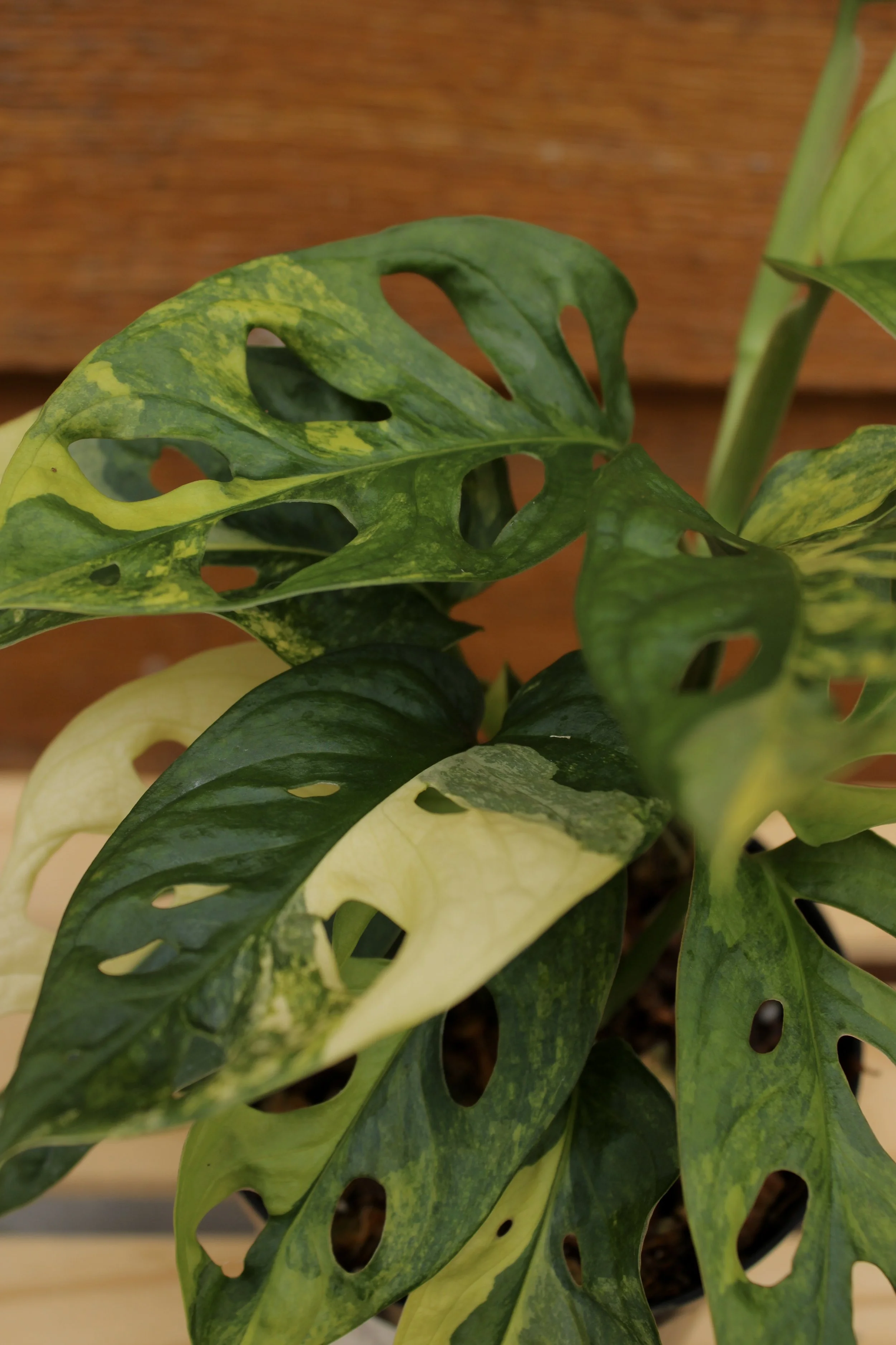 Monstera Adansonii Aurea Variegated
