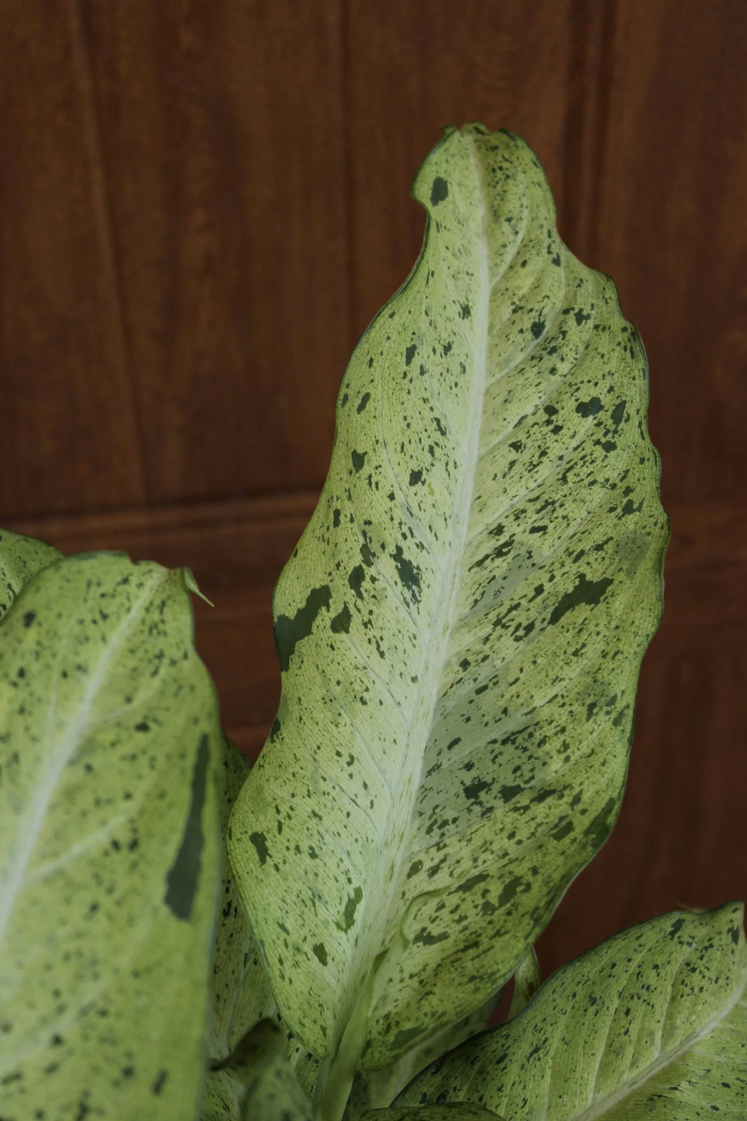 Dieffenbachia Camo