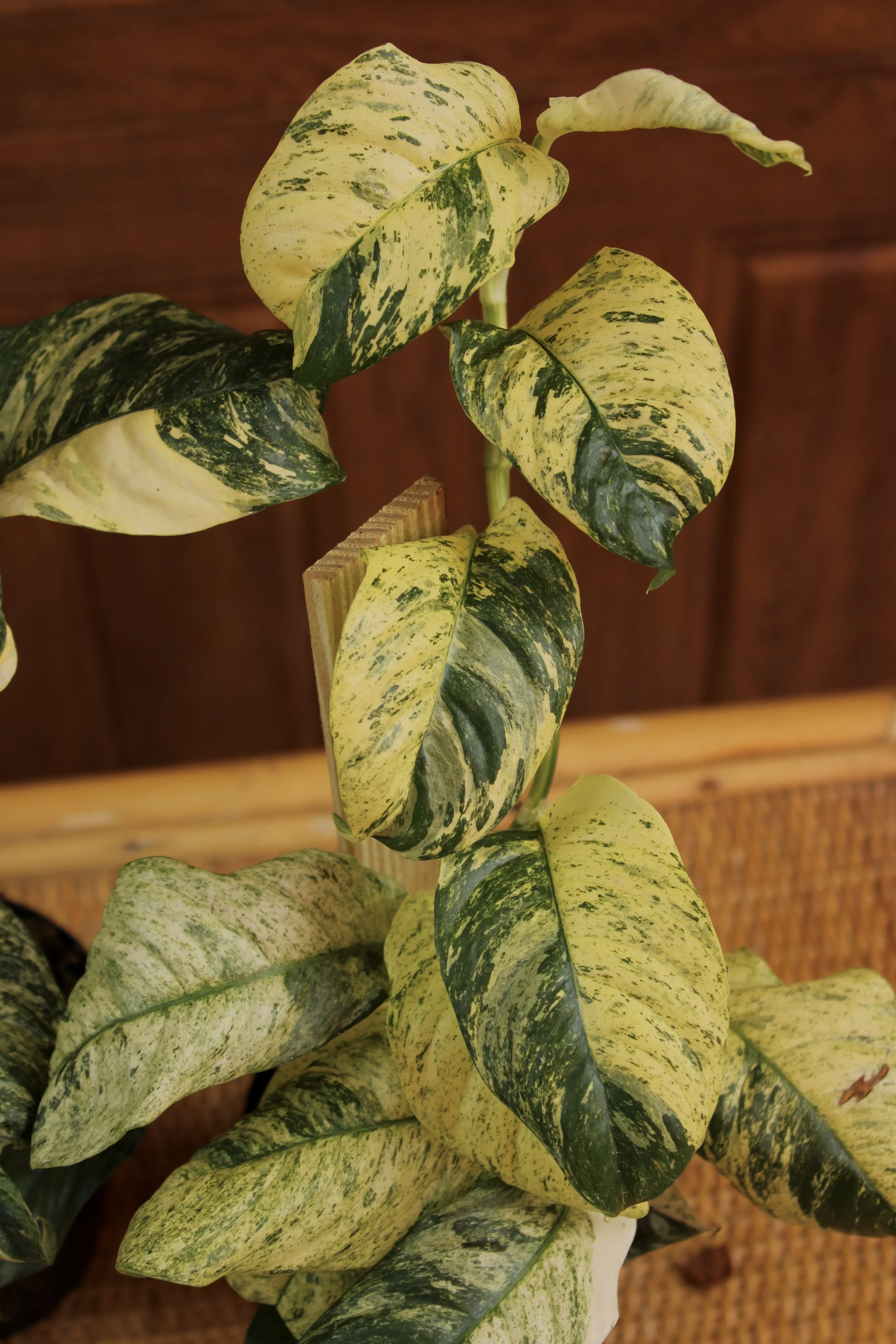 Rhaphidophora Puberula Variegated