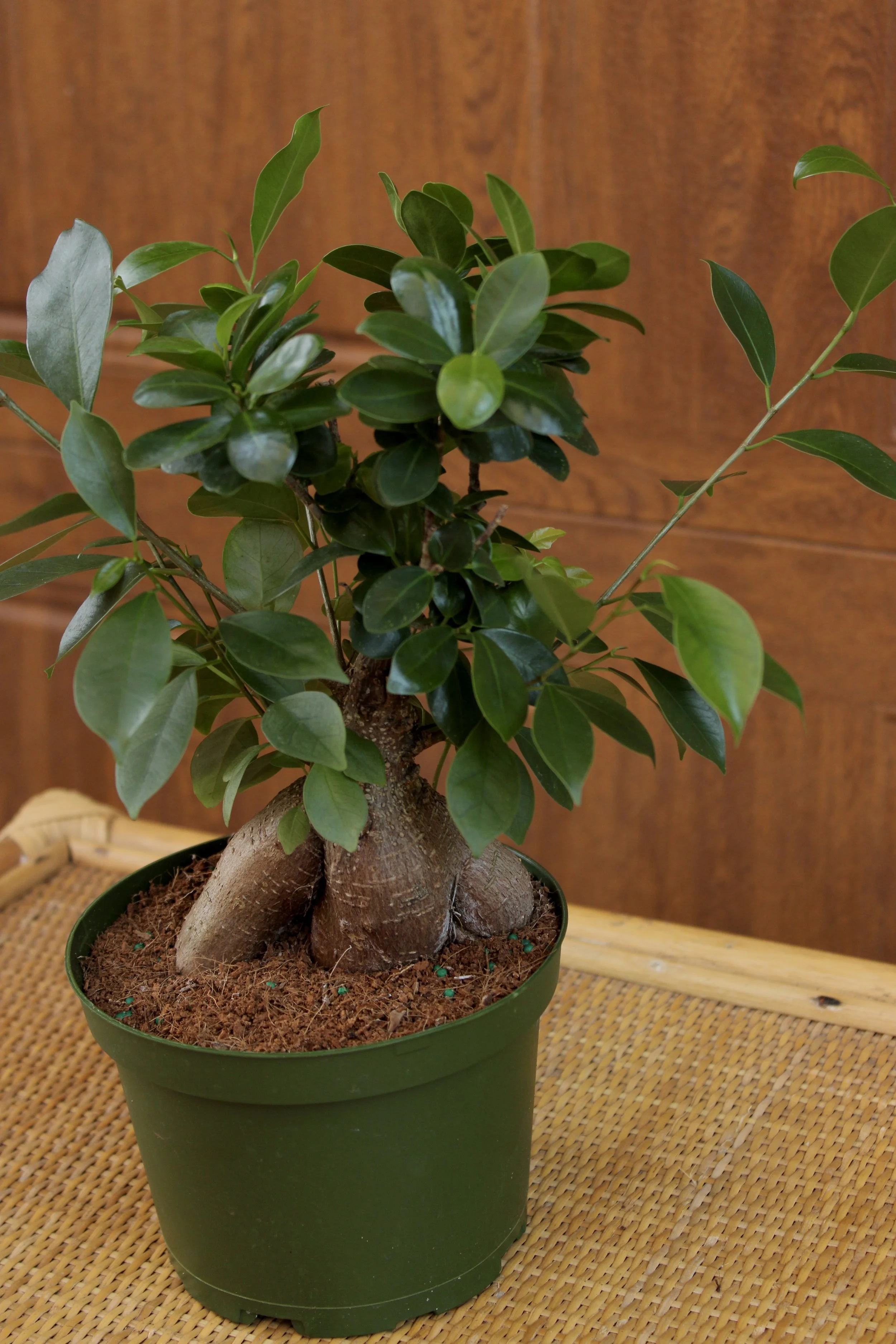 Ficus Ginseng