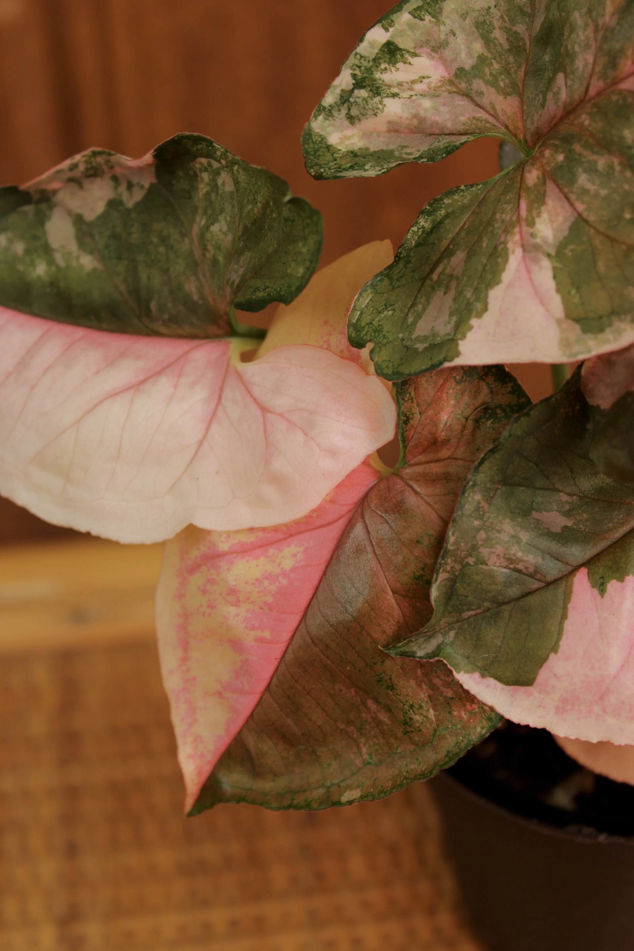 Syngonium Strawberry Galaxy